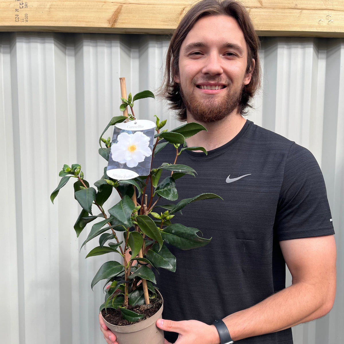 A man with long brown hair and a beard, in a black Nike t-shirt, smiles while holding a Camellia japonica White Swan 60cm with dark green leaves and pure white blooms in front of a corrugated metal wall.