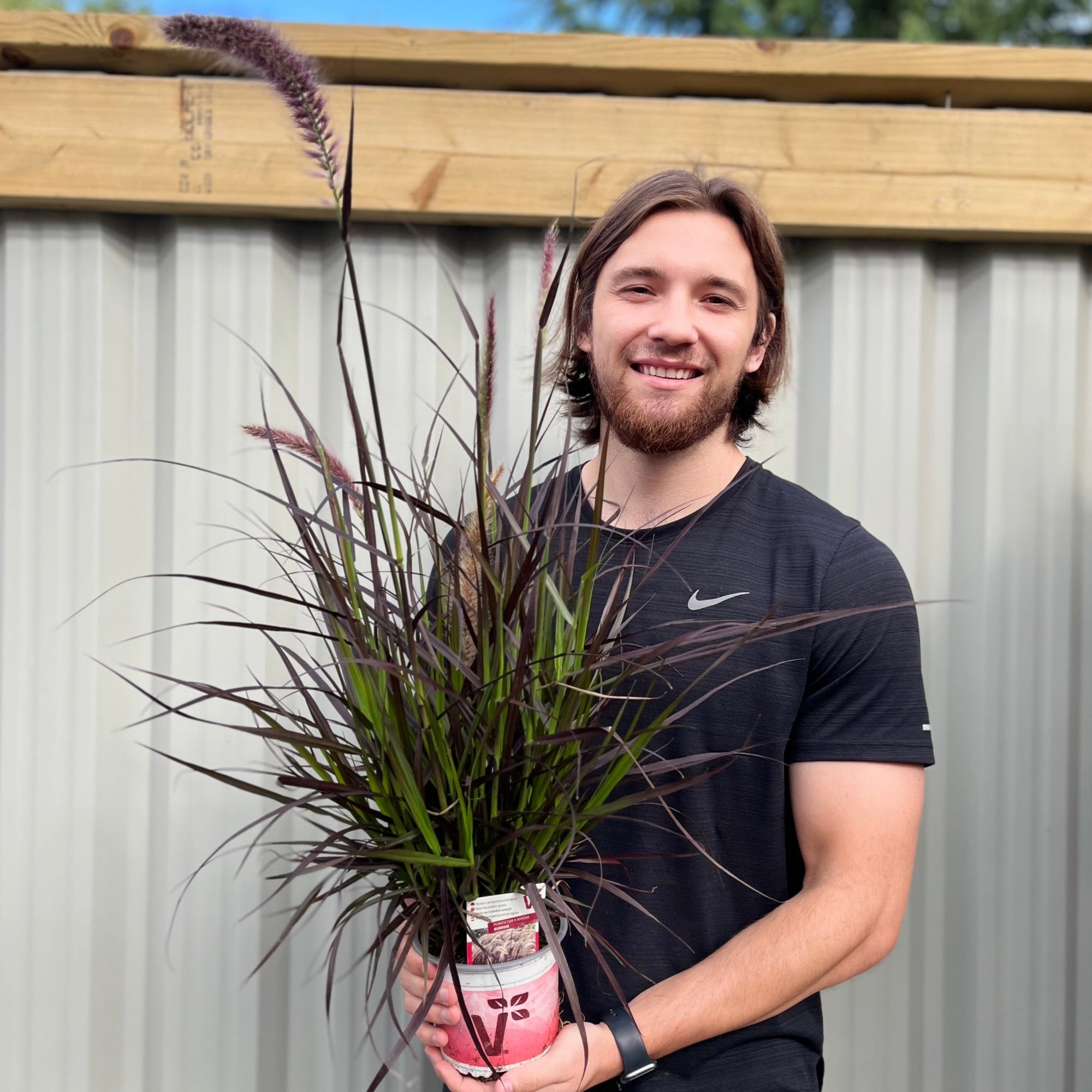 Pennisetum x Advena - Rubrum 70cm