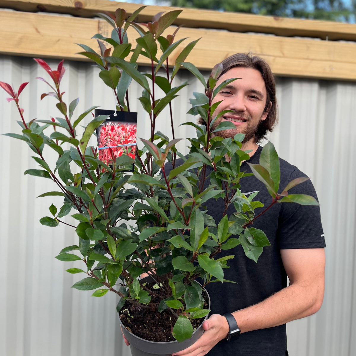 Photinia &#39;Carre Rouge&#39; 80-90cm (5L)