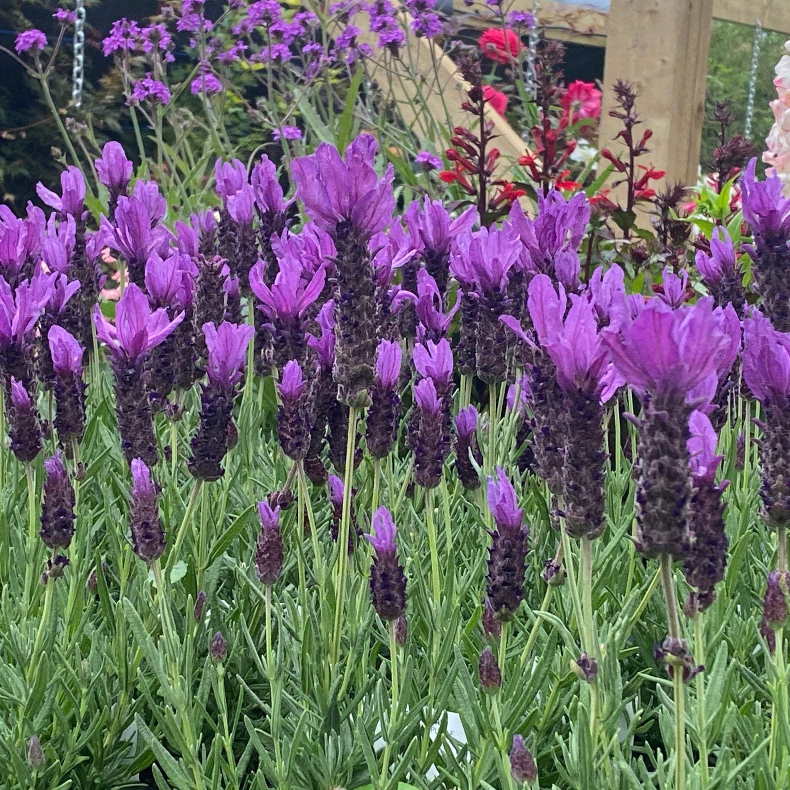 Lavender Stoechas - Javelin Deep Purple 9cm/1.5L/2L