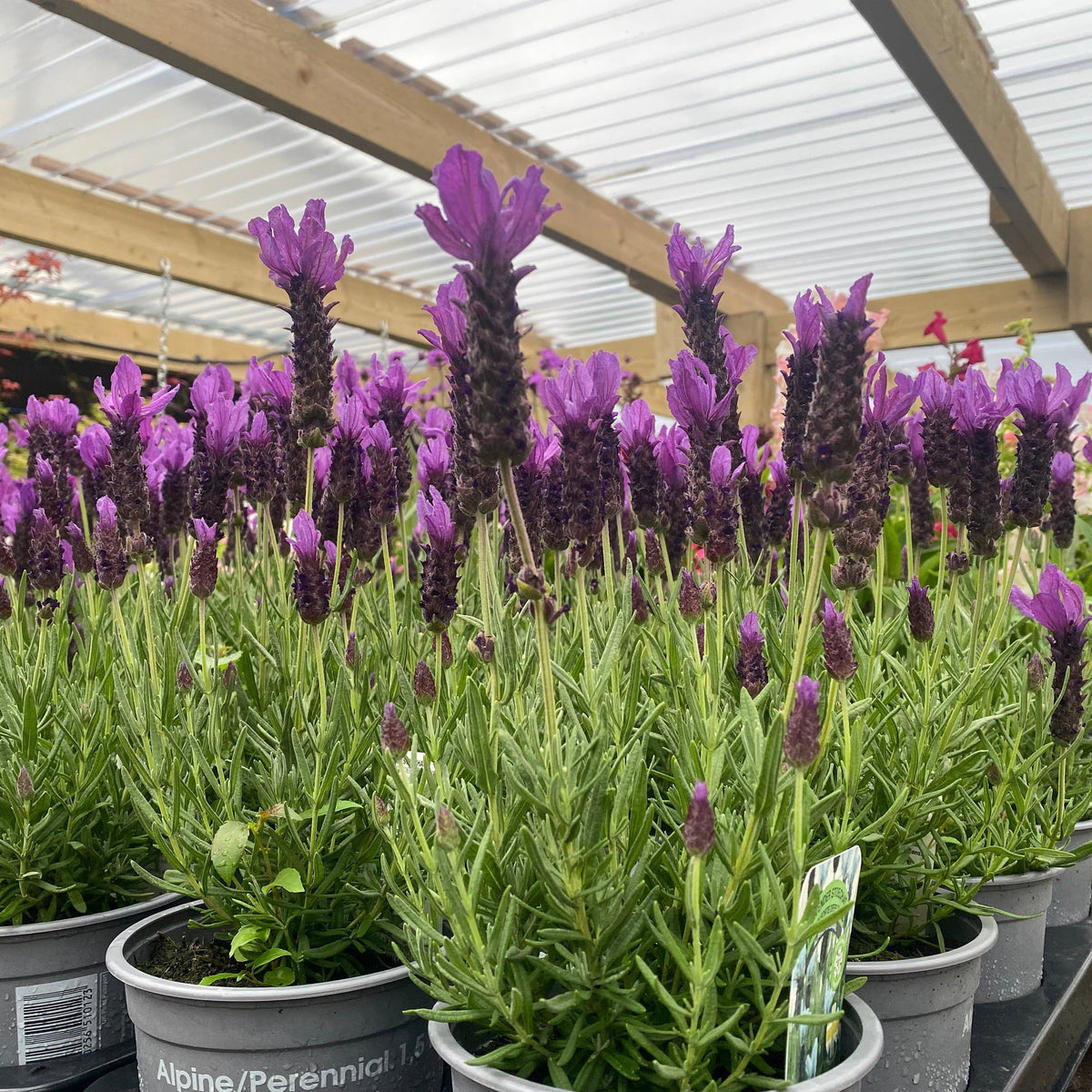 Lavender Stoechas - Javelin Deep Purple 9cm/1.5L/2L