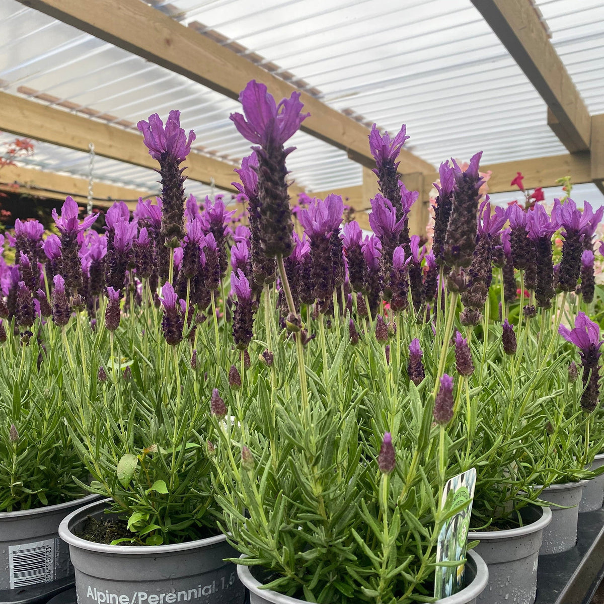 Lavender Stoechas Javelin Blue 9cm/1.5L