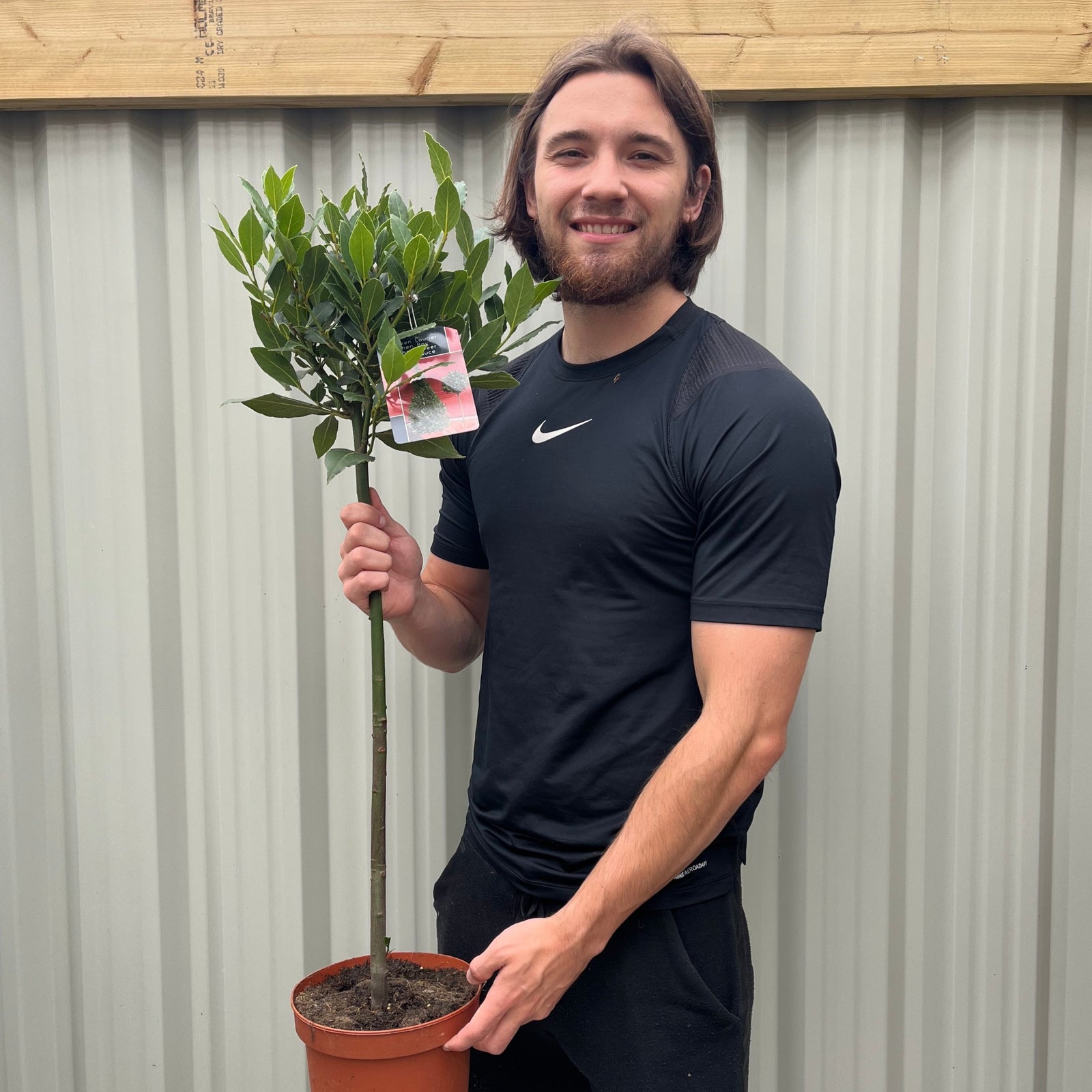 A smiling man in a black jacket holds a Standard Bay Tree (Laurus nobilis, 90-100cm) with a label, standing before shelves of lush evergreen foliage in a garden center.