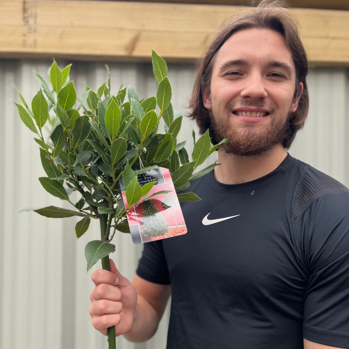 A smiling man with brown hair and a beard, wearing a black Nike shirt, holds a 90-100cm Standard Bay Tree (Laurus nobilis) with evergreen leaves, standing in front of a corrugated metal wall and wooden beam.