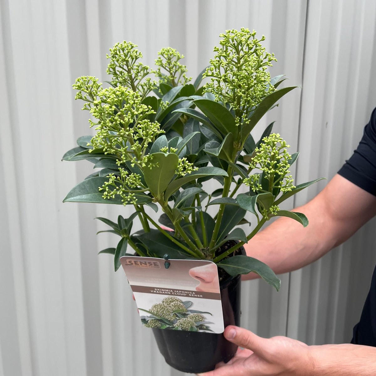 Skimmia japonica &#39;Fragrant Cloud&#39; 9cm/2L/5L