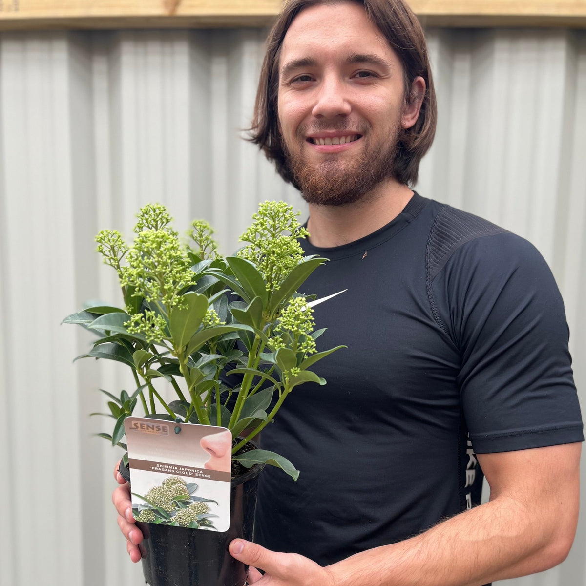 Skimmia japonica &#39;Fragrant Cloud&#39; 9cm/2L/5L