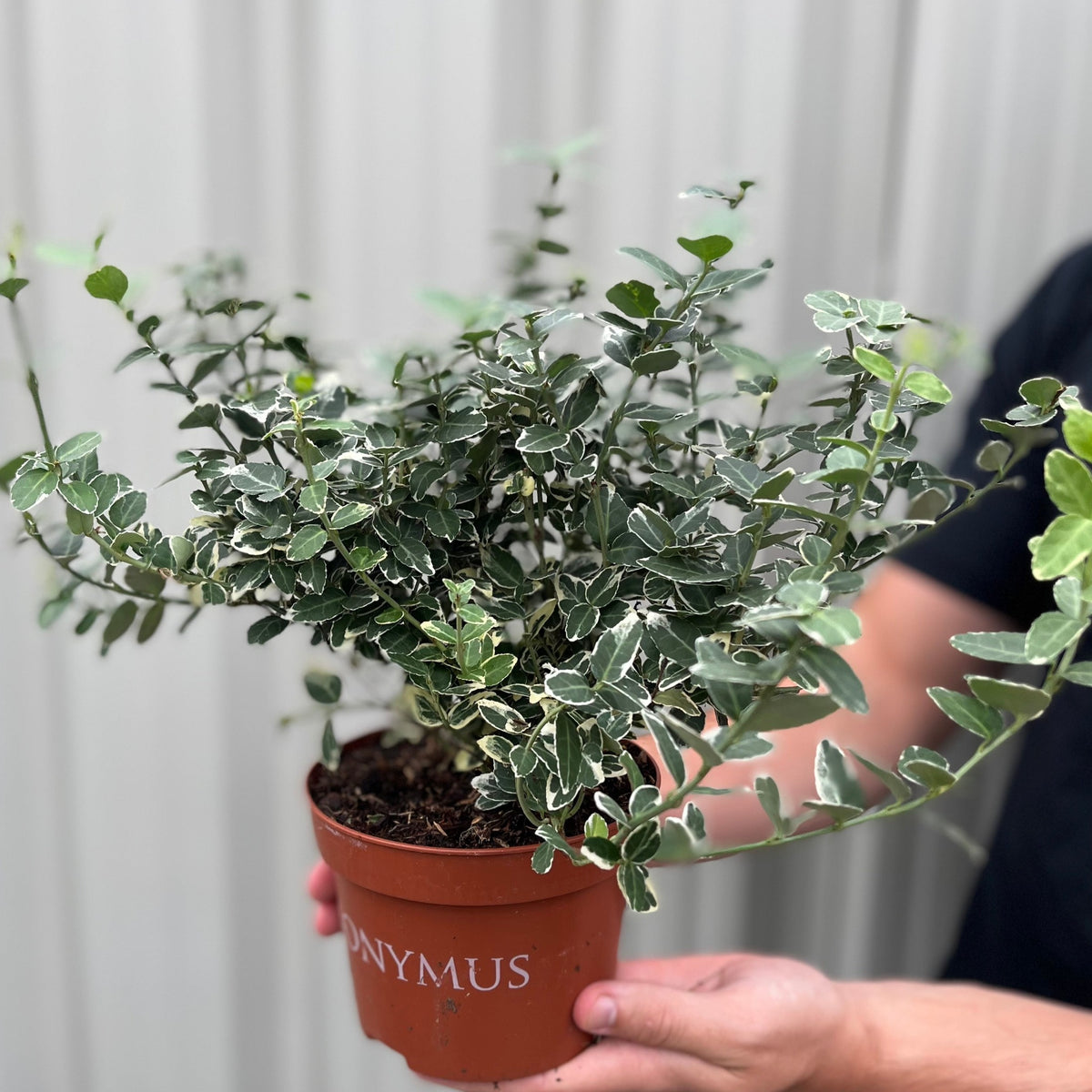 A person holds a Euonymus fortunei ‘Emerald Gaiety’ (1L/5L) shrub with green leaves edged in white. Low maintenance and perfect for dense hedges, this plant stands out against a light, blurred background.