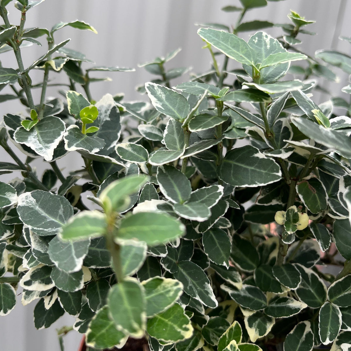 Close-up of Euonymus fortunei ‘Emerald Gaiety’ (1L / 5L), a low-maintenance, evergreen shrub with small, dark green leaves edged in white variegation. The blurred background highlights its detailed foliage.