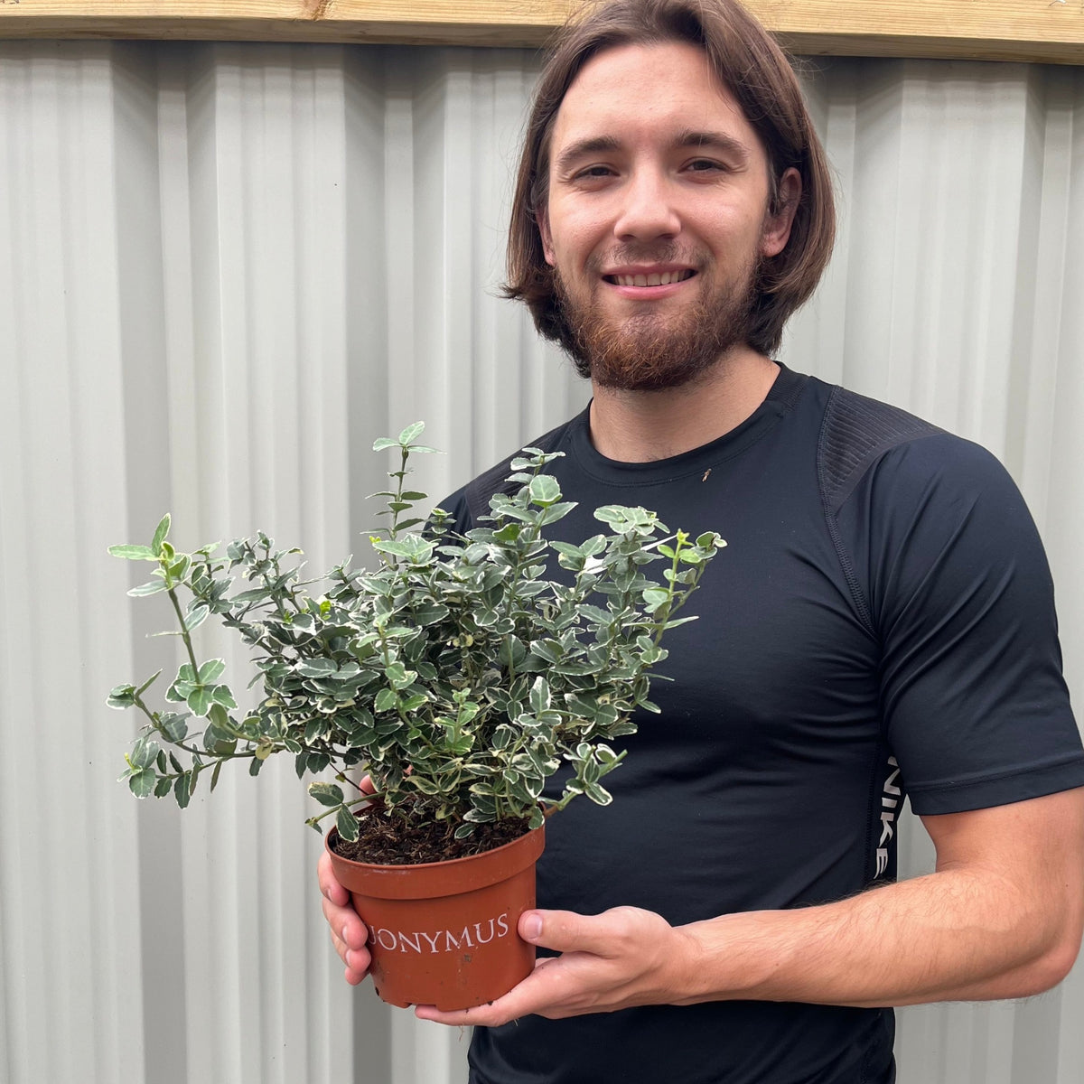A smiling man in a black shirt stands before a corrugated metal wall, holding a potted Euonymus fortunei ‘Emerald Gaiety’ 1L / 5L—a low maintenance evergreen shrub ideal for a dense hedge.