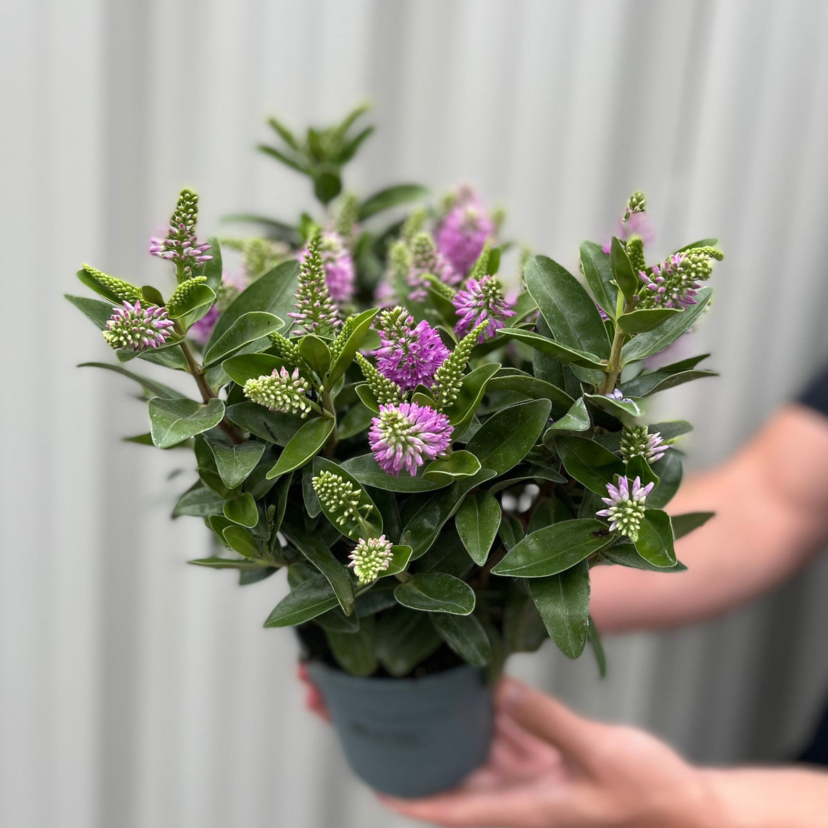 A person holds a Hebe addenda &#39;Donna Emma&#39; (Pink/Purple), an evergreen shrub with dark green leaves and clusters of small pink and purple flowers, in front of a neutral light background.