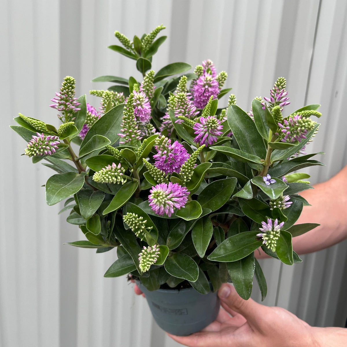 A person holds a Hebe addenda &#39;Donna Emma&#39; (Pink/Purple) compact shrub with green leaves and clusters of pink-purple flowers in front of a light gray, corrugated background.