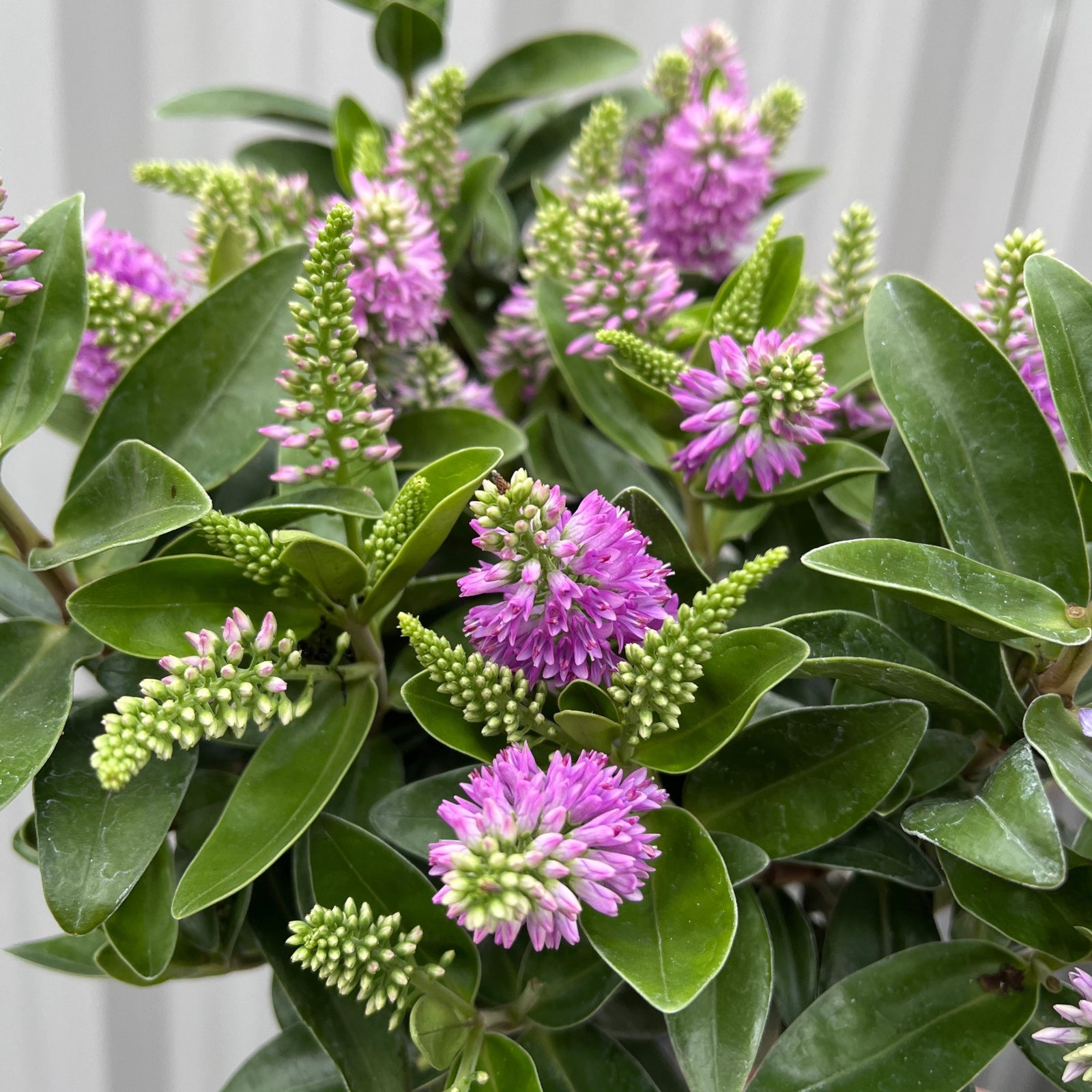 A close-up of Hebe addenda 'Donna Emma' (Pink/Purple), a compact evergreen shrub with glossy green leaves and clusters of small purple-pink flowers and green buds, set against a softly blurred background.