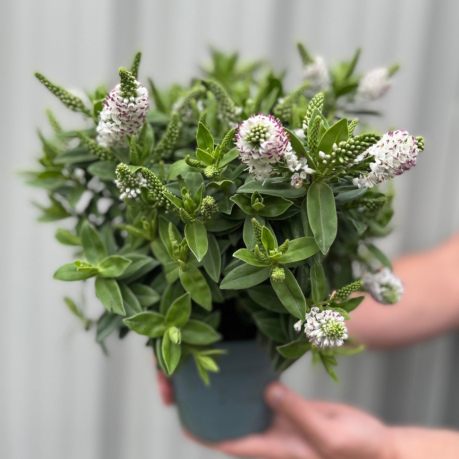 Close-up of Hebe addenda White, an evergreen shrub with elongated spikes of small white flowers, some tinged with purple, and lush green leaves against a soft backdrop. This low-maintenance plant stays beautiful all year round.