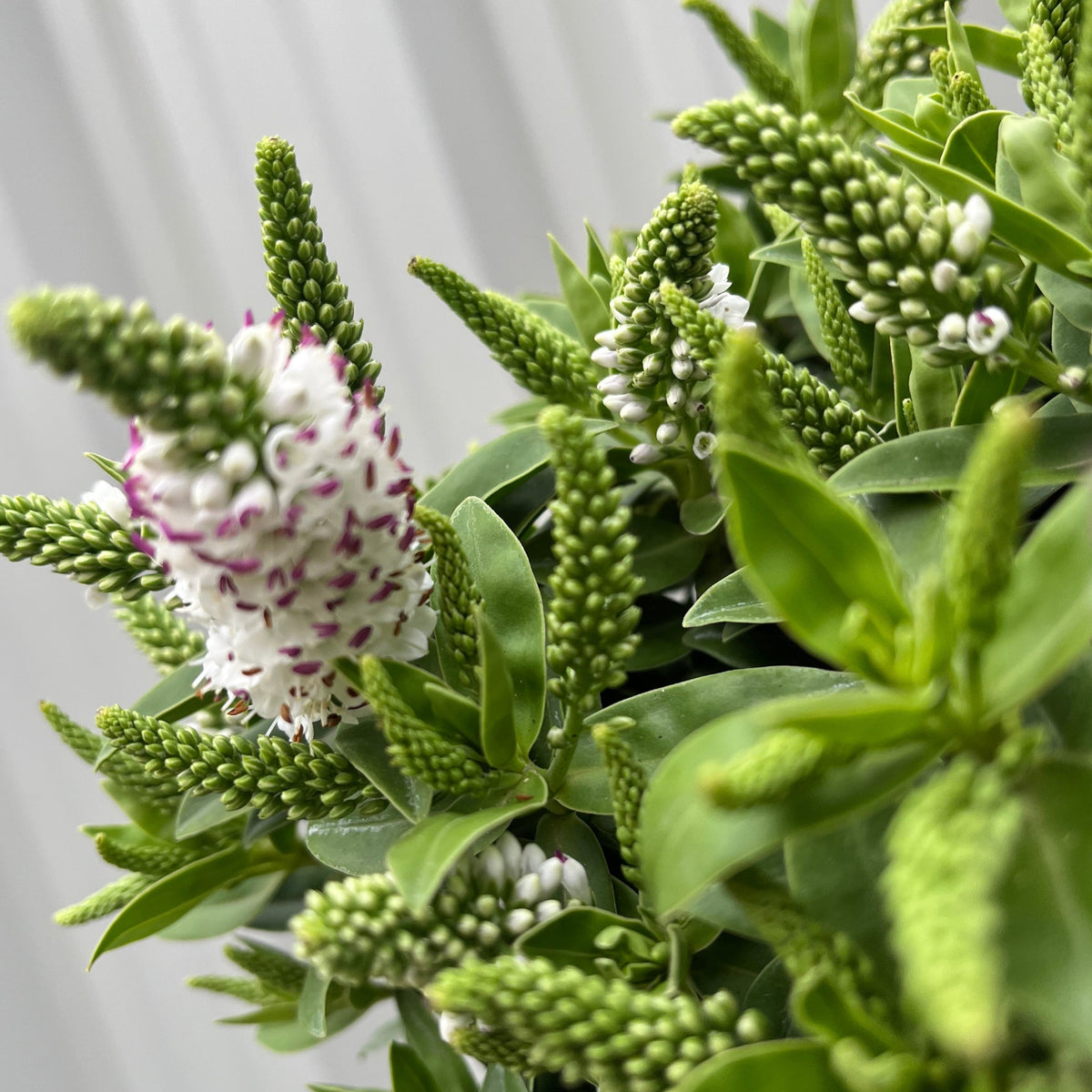 Close-up of Hebe addenda White, an evergreen shrub with elongated spikes of small white flowers, some tinged with purple, and lush green leaves against a soft backdrop. This low-maintenance plant stays beautiful all year round.