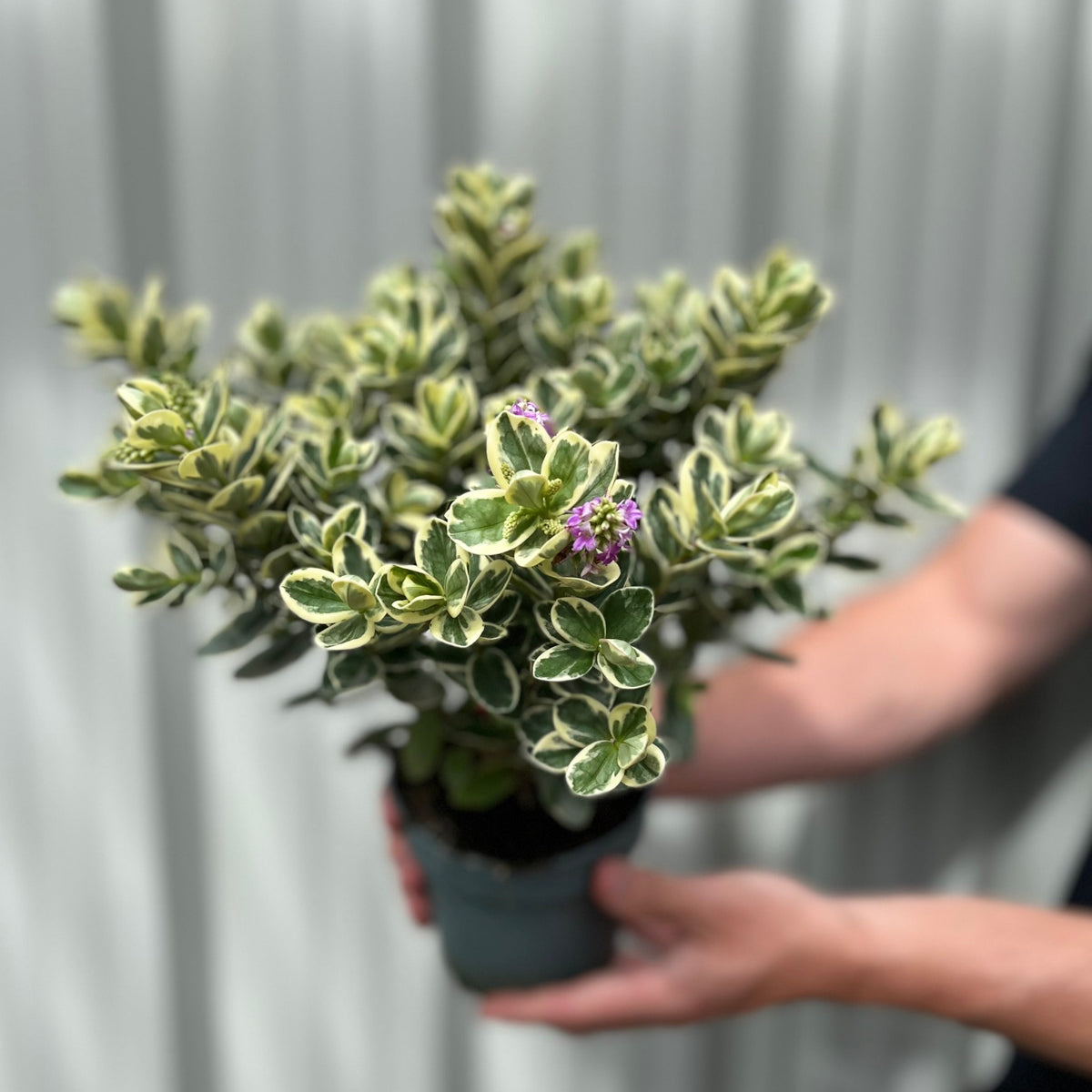 Someone holds a Variegated Hebe andersonii Katrina (1L/5L), featuring green and cream leaves with small purple flower spikes, set against a gray corrugated backdrop.