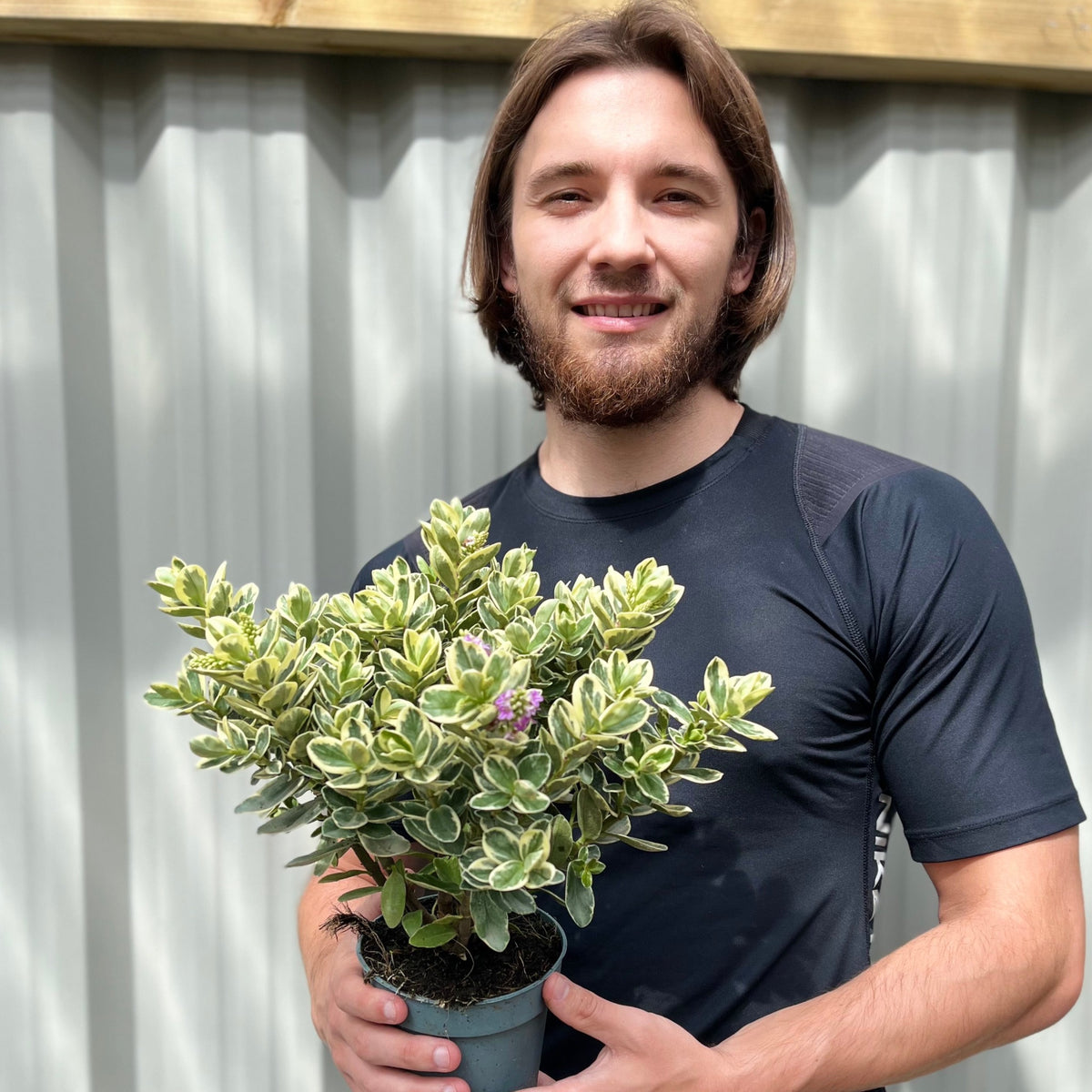 A man with shoulder-length brown hair and a beard smiles while holding a Variegated Hebe andersonii Katrina 1L/5L, a low-maintenance plant with green and cream leaves. He wears a dark T-shirt and stands before a corrugated metal wall.