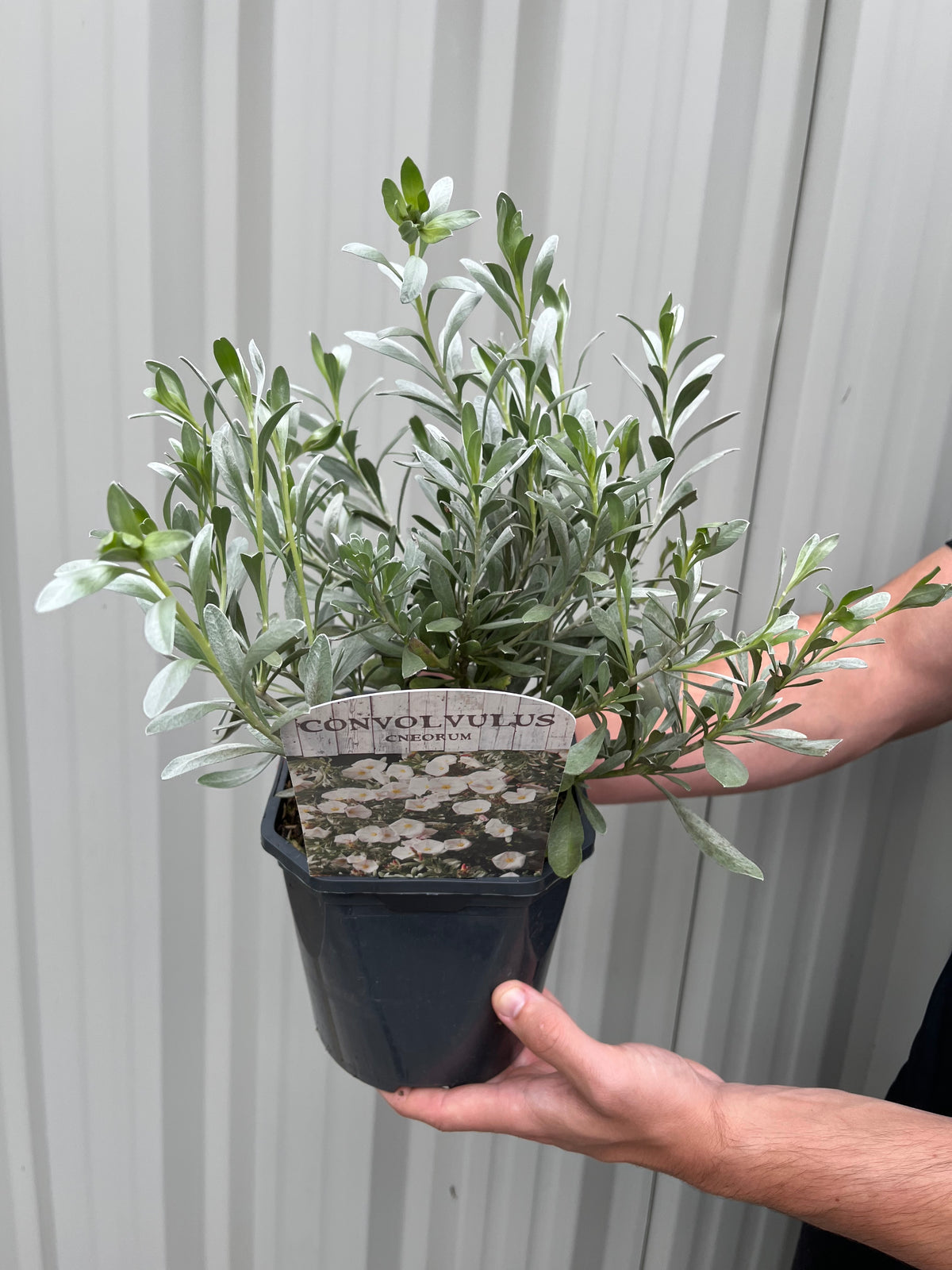 A person holds a Convolvus cneorum (Silverbush) 9cm/1.5L/2L/3L, an evergreen shrub with silvery-green leaves, in front of a light gray corrugated metal background.