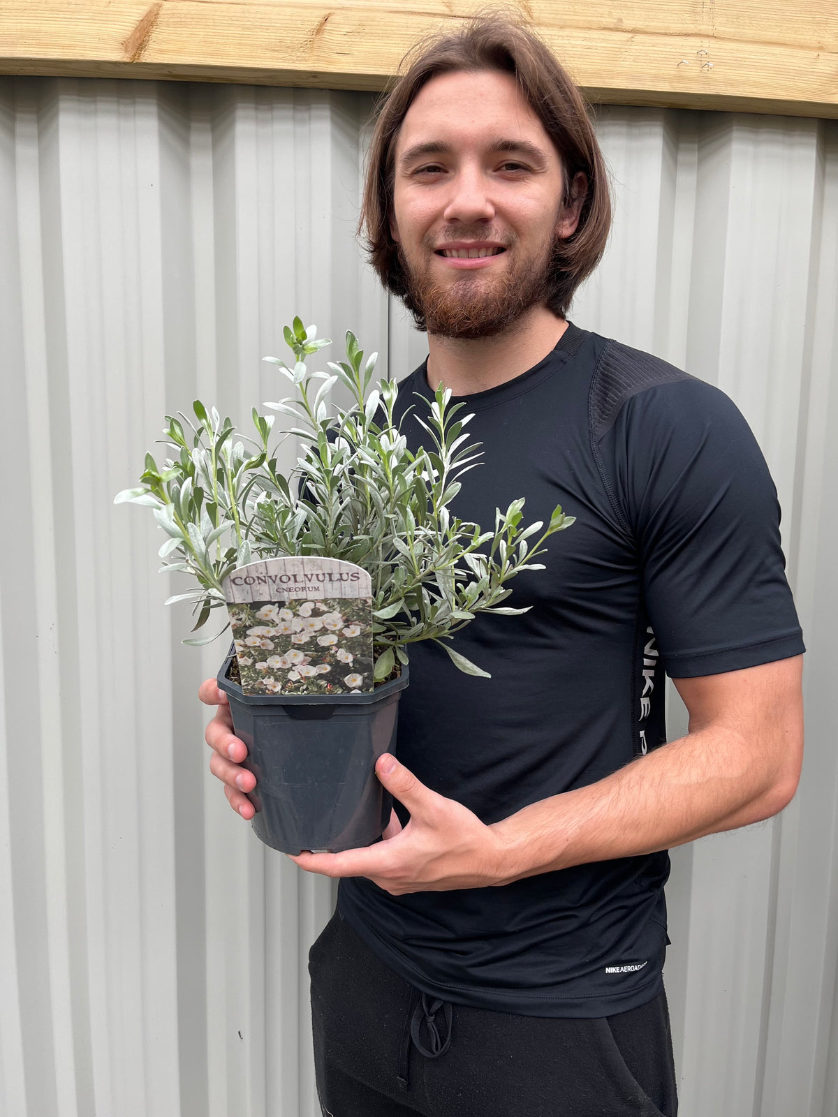 A young man in a black shirt smiles while holding a potted Convolvus cneorum (Silverbush) in front of a corrugated metal wall. The plant features striking silver foliage and is available in 9cm, 1.5L, 2L, and 3L pots.