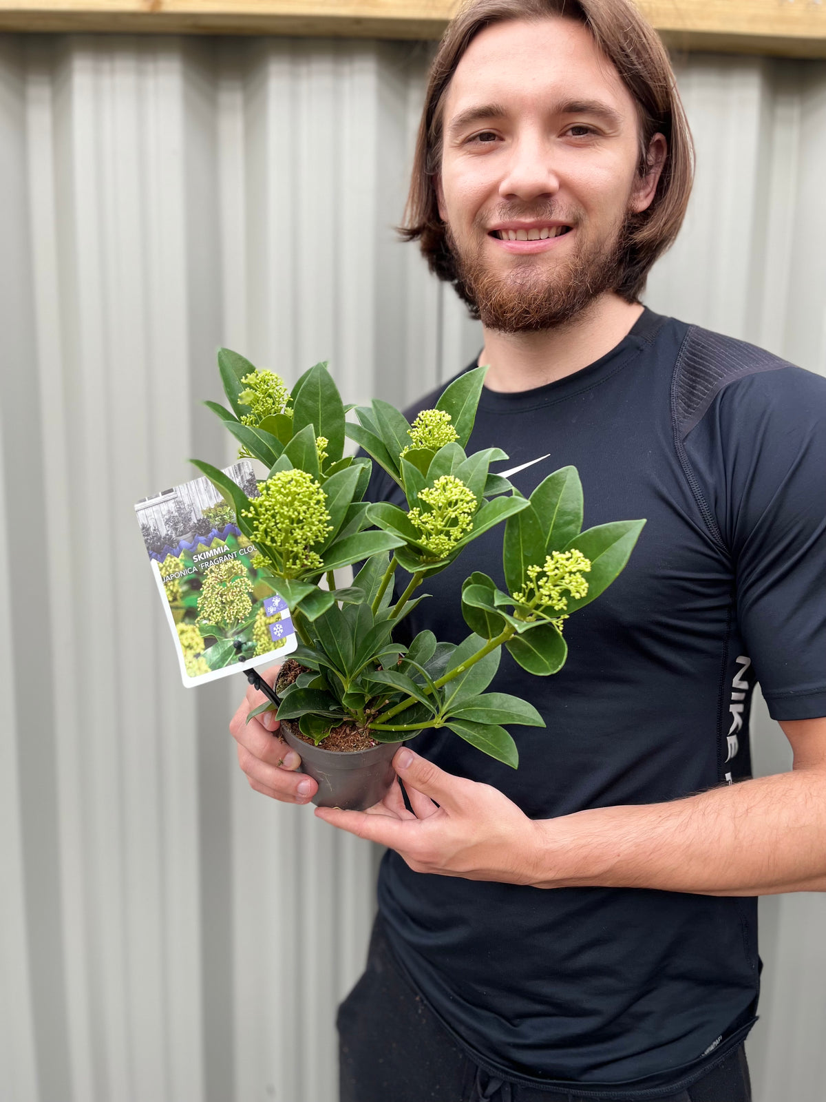 Skimmia japonica &#39;Fragrant Cloud&#39; 9cm/2L/5L