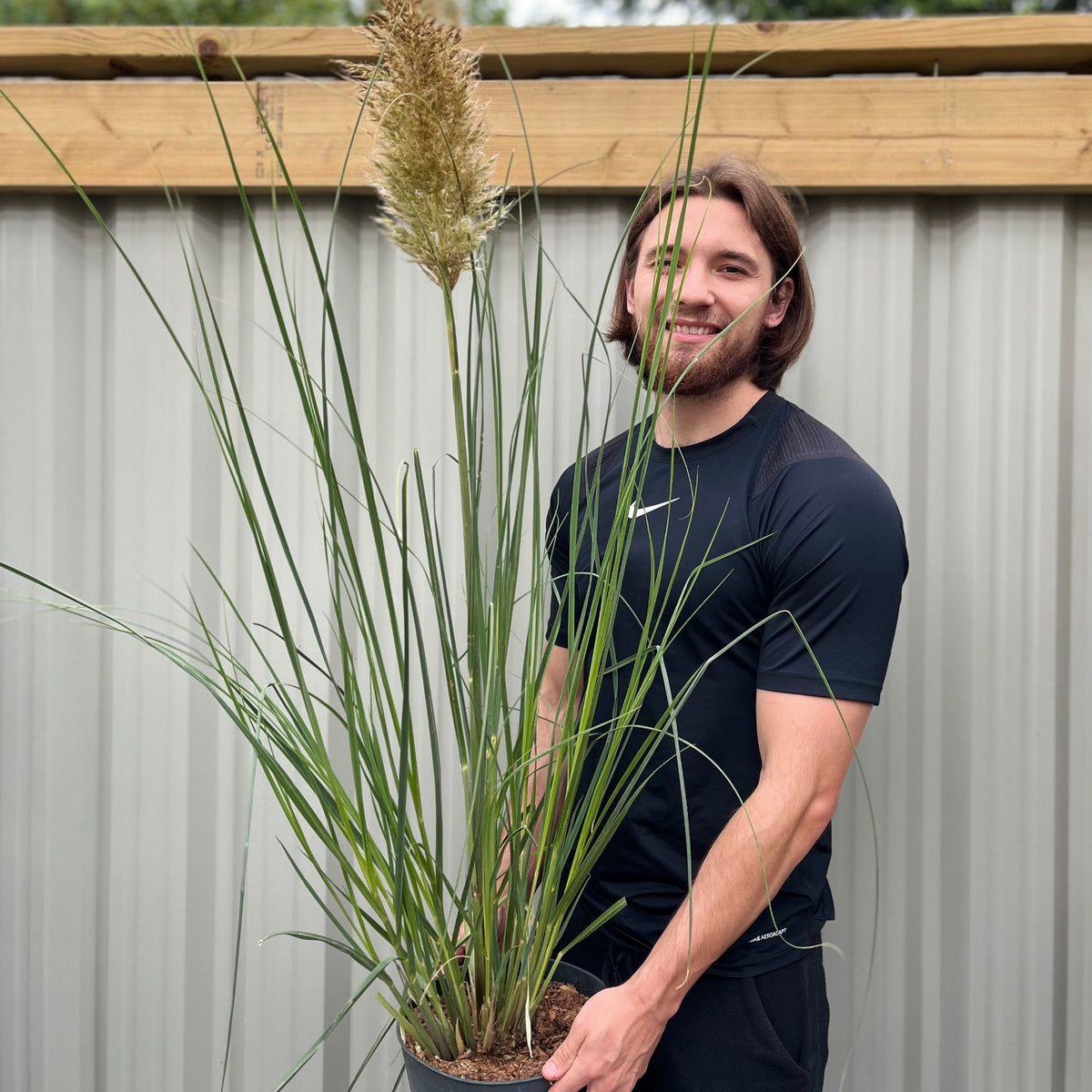A bearded man with medium-length hair and a black t-shirt stands outdoors, holding a Pampas Grass - Cortaderia selloana Pumila 2L/5L in front of a corrugated metal fence and wooden beam.