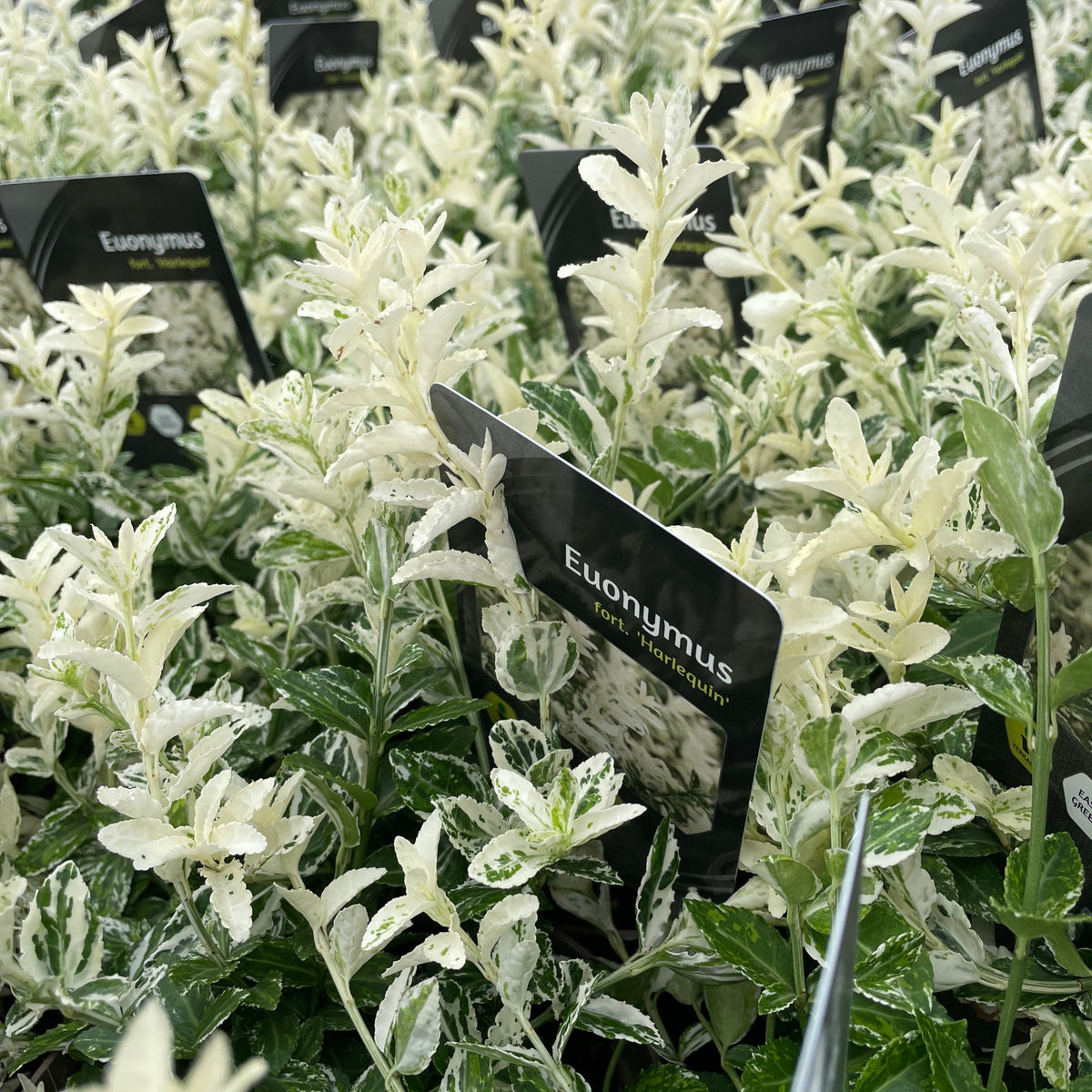 Close-up of Euonymus fortunei &#39;Harlequin&#39; (9cm / 1.5L / 2L), a low-maintenance shrub with dense green and white foliage, shown in a grouped display with black tags. This compact plant offers year-round interest.