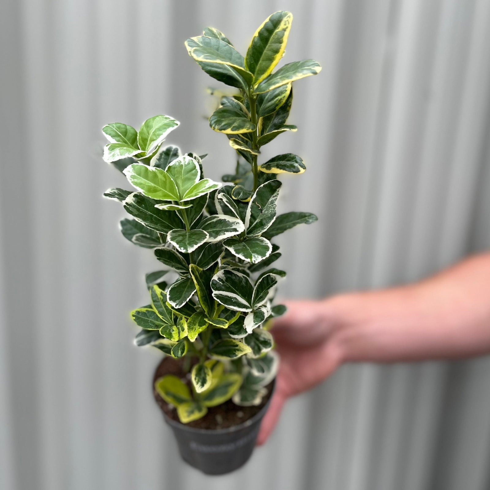 Euonymus japonica Twins (9cm Pot)