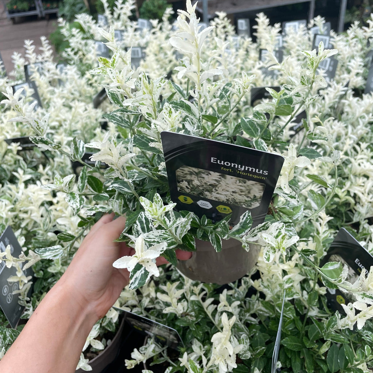 A hand holds a Euonymus fortunei &#39;Harlequin&#39; (9cm/1.5L/2L), a dwarf evergreen shrub with variegated white and green leaves, known for its low maintenance and year-round interest, surrounded by similar attractive plants.