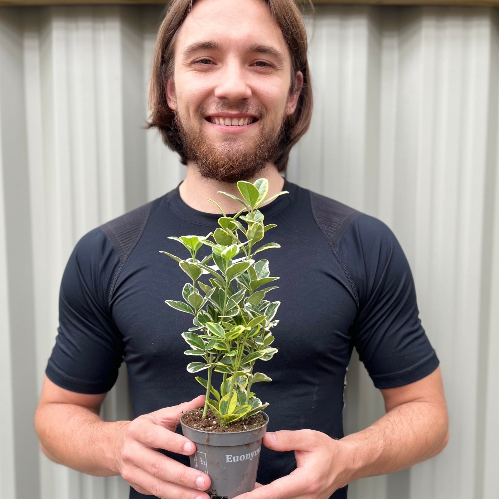 Euonymus japonica Twins (9cm Pot)