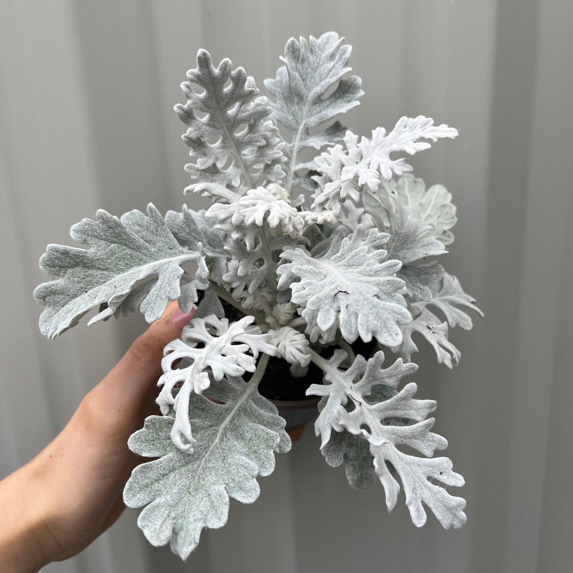 3 x Cineraria 'Silver Dust' (9cm Pots)