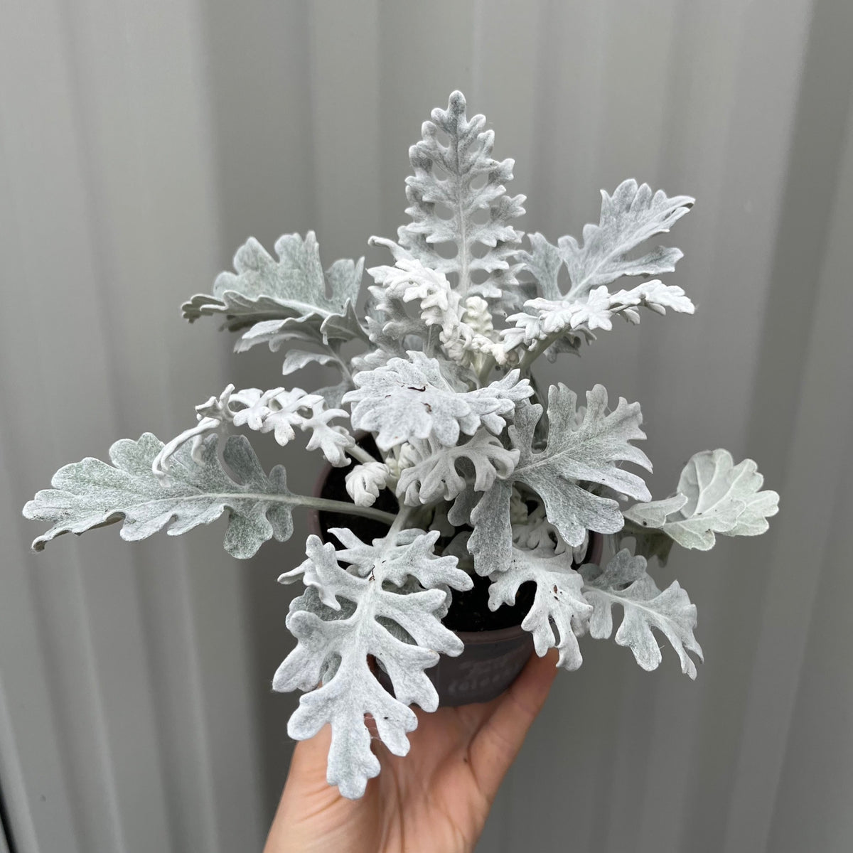 3 x Cineraria &#39;Silver Dust&#39; (9cm Pots)