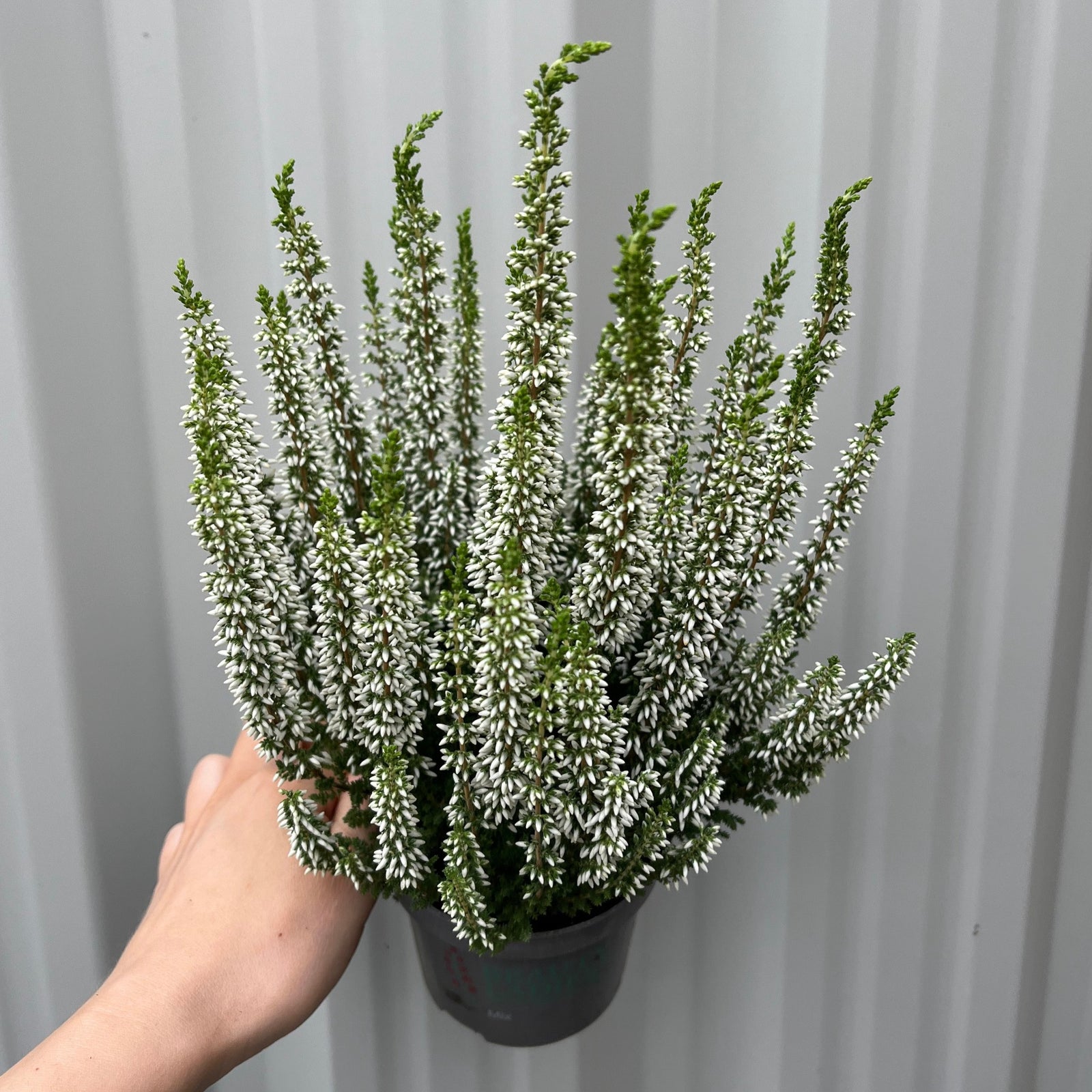 Close-up of Calluna Heather White (9cm Pot) showing dense clusters of long, thin stems with small white and pale yellow flowers—perfect shade-tolerant, low-maintenance addition to your garden.