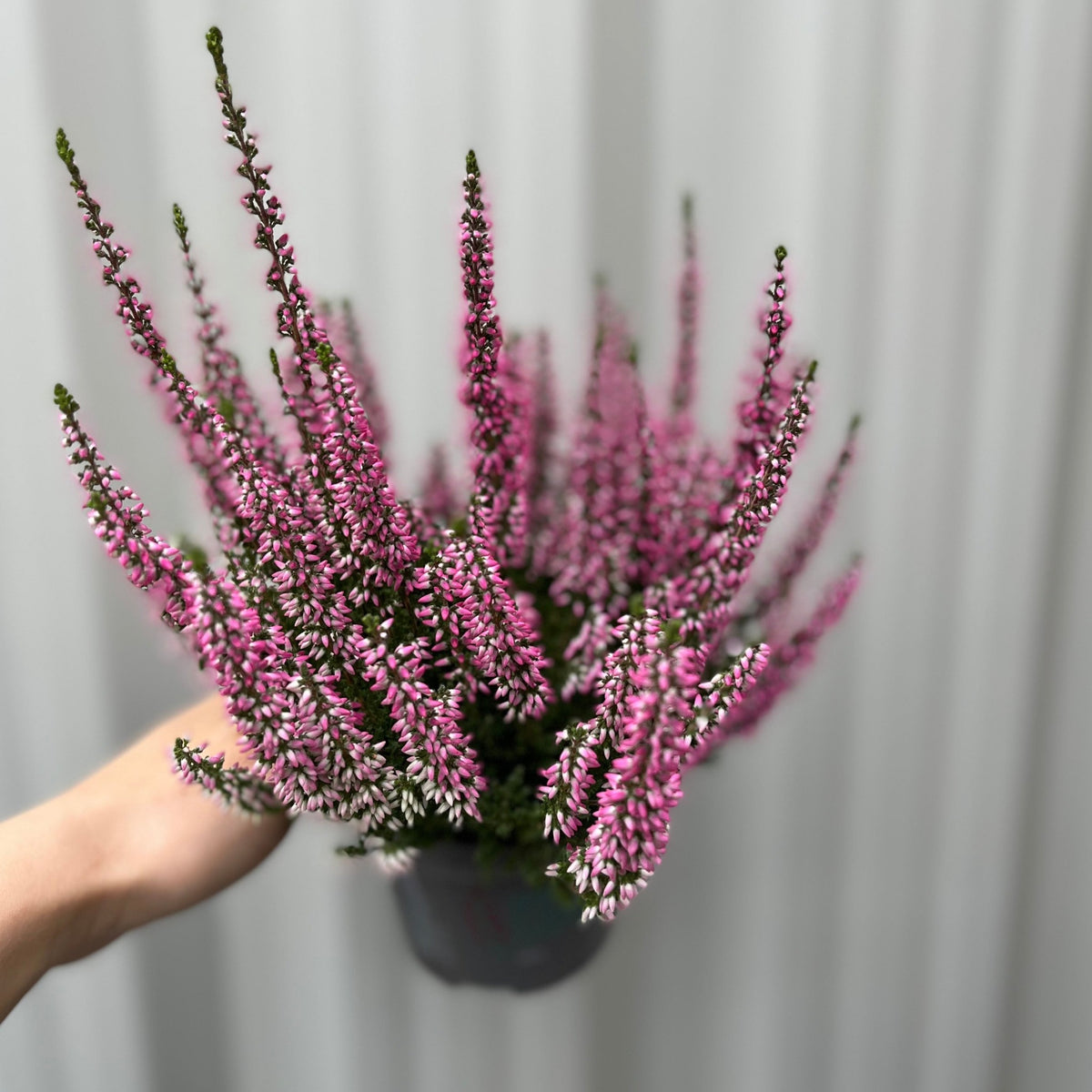A hand holds a Calluna Heather Pink (9cm Pot)—a low-maintenance plant with small, clustered pink flowers and green stems—set against a softly blurred, light-colored background.