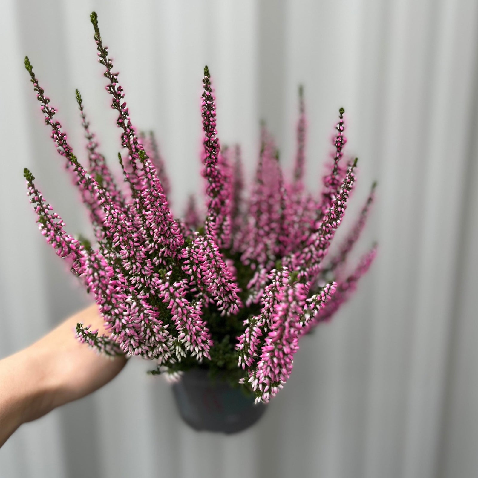 A close-up of Calluna Heather Pink (9cm Pot), a low-maintenance plant, showing clusters of vibrant pink-purple flowers and green stems, creating a soft, colorful texture across the image.