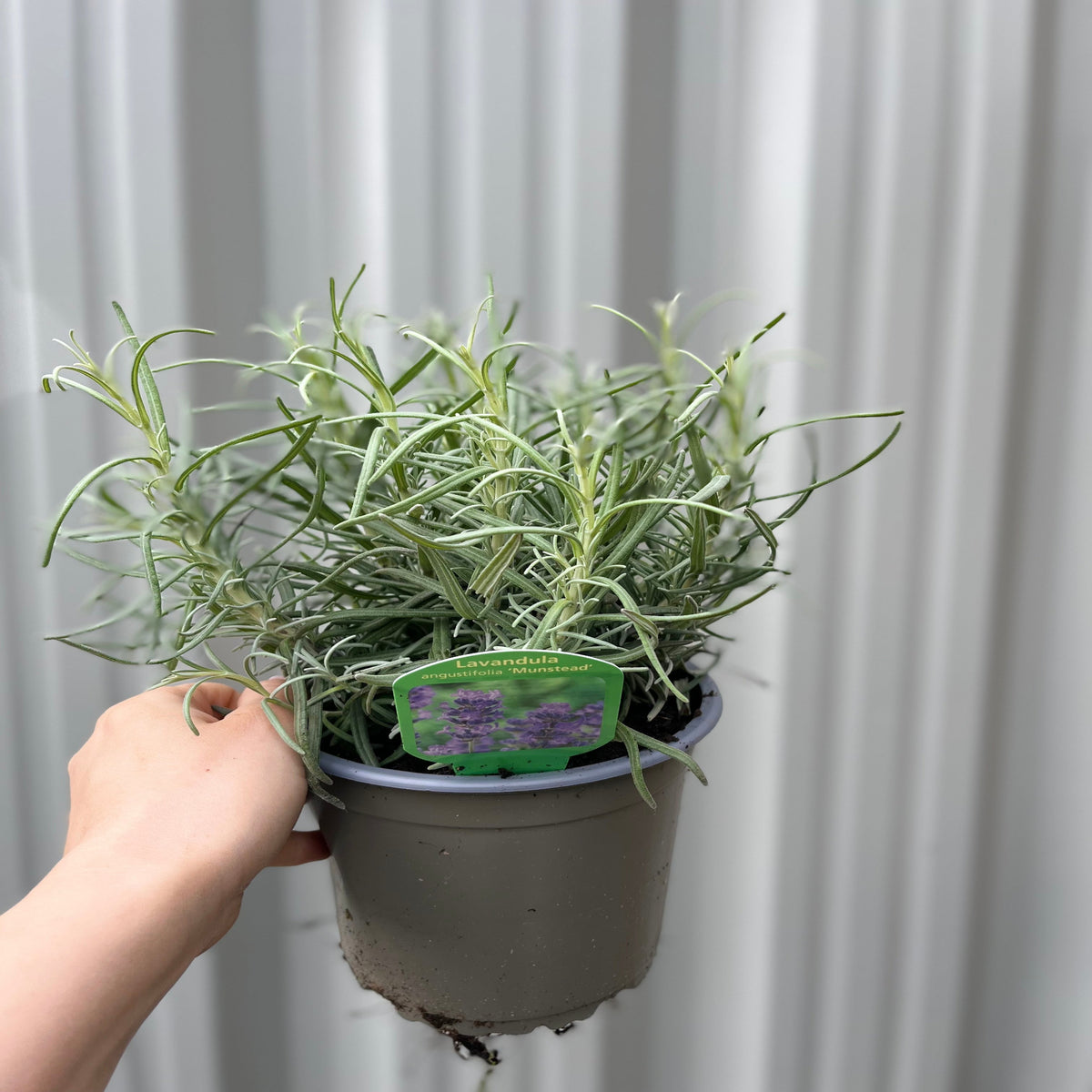 A hand holds a Lavender angustifolia &#39;Munstead&#39; 9cm/1.5L plant in a gray pot labeled with purple flowers. The plant has slender green leaves, and the background is a plain light-colored wall with vertical lines.
