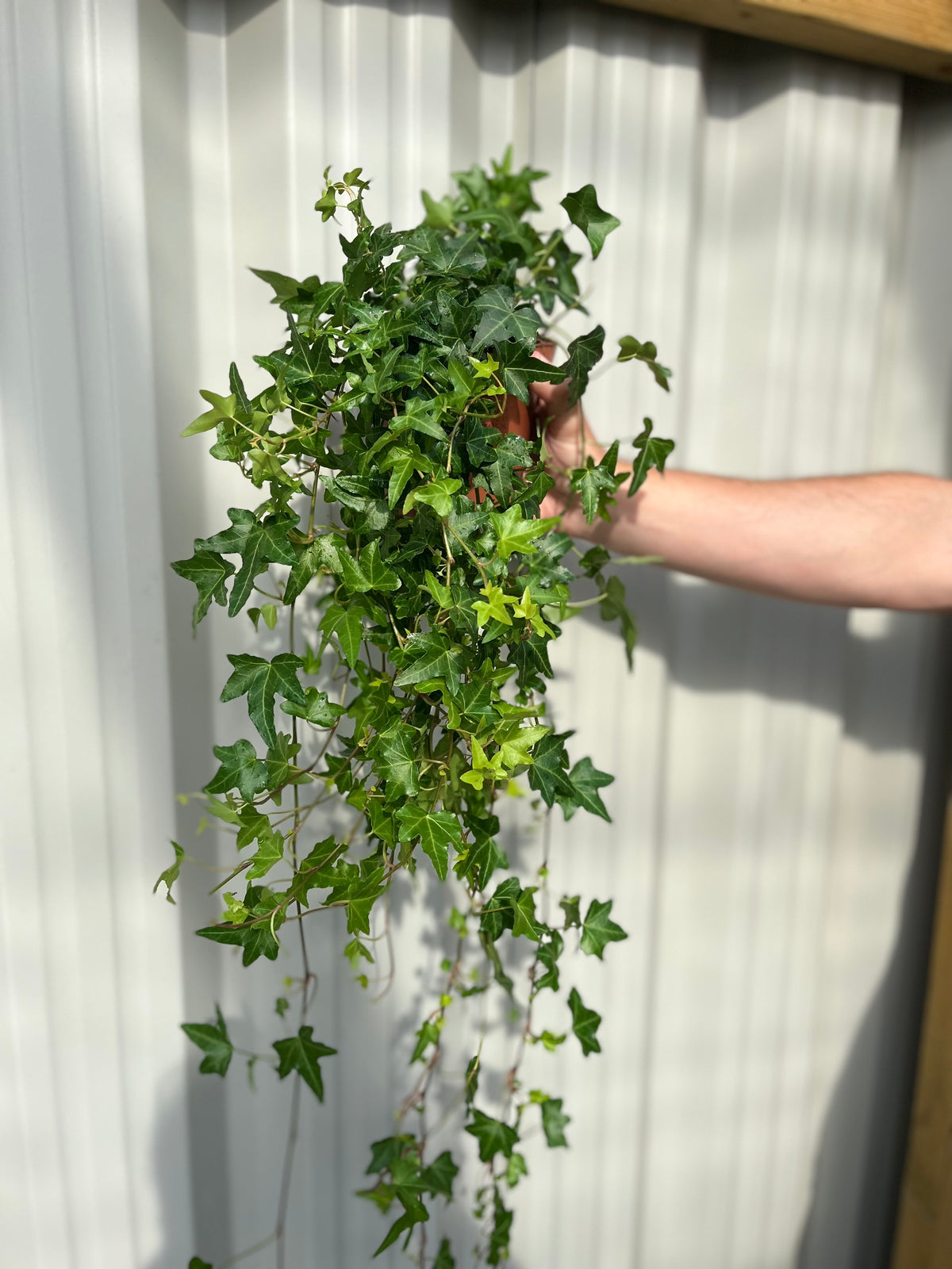 A hand holds a Hedera Helix - Trailing Ivy 1.5L, prized for its low-maintenance care and vibrant green leaves, in front of a sunlit corrugated metal wall.