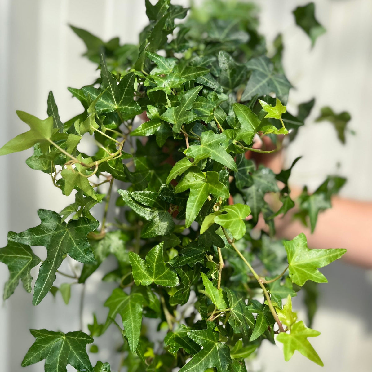 A close-up of Hedera Helix - Trailing Ivy 1.5L with lush, star-shaped green leaves, held in a person&#39;s hand against a soft background—ideal for low-maintenance hanging baskets.