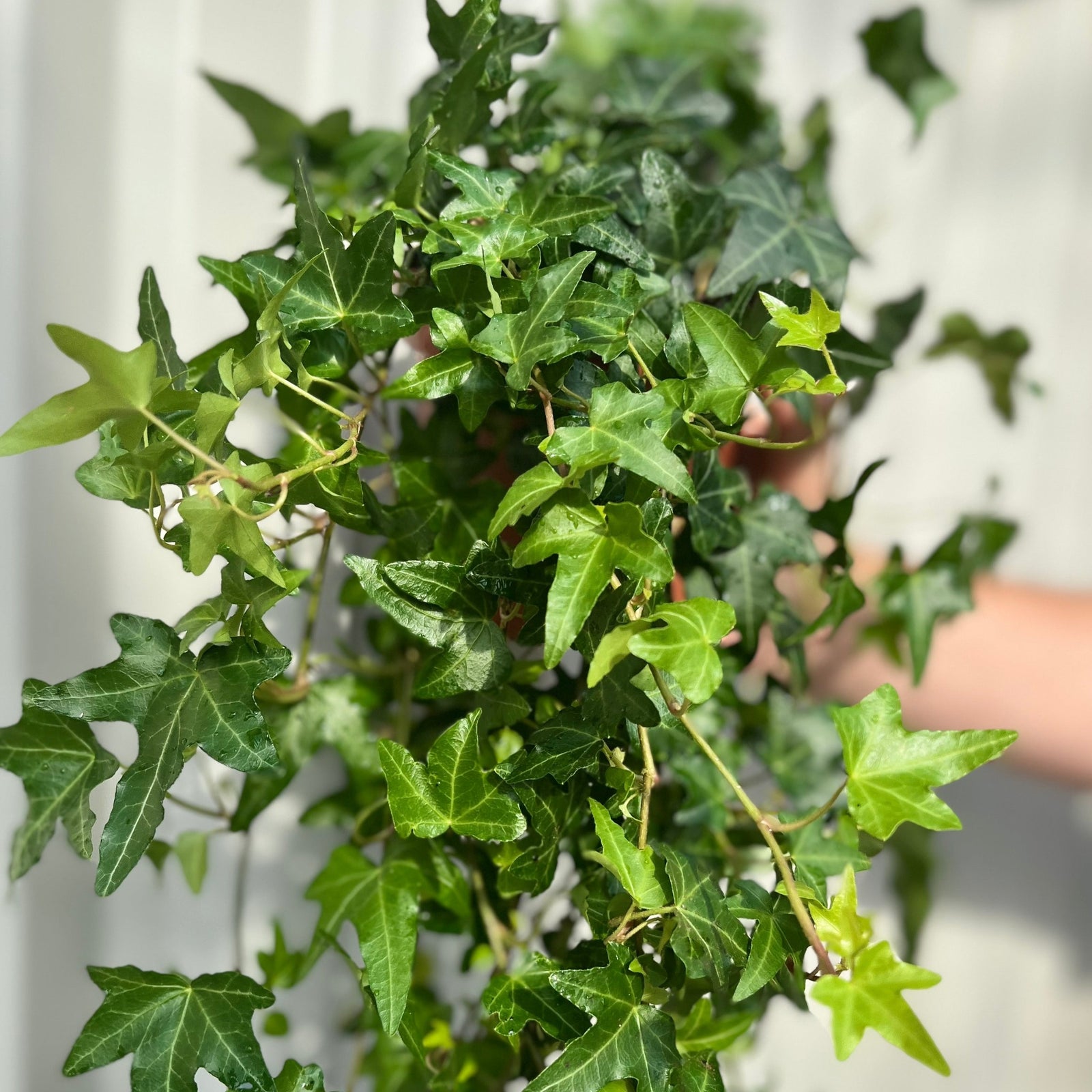 A close-up of Hedera Helix - Trailing Ivy 1.5L with lush, star-shaped green leaves, held in a person's hand against a soft background—ideal for low-maintenance hanging baskets.