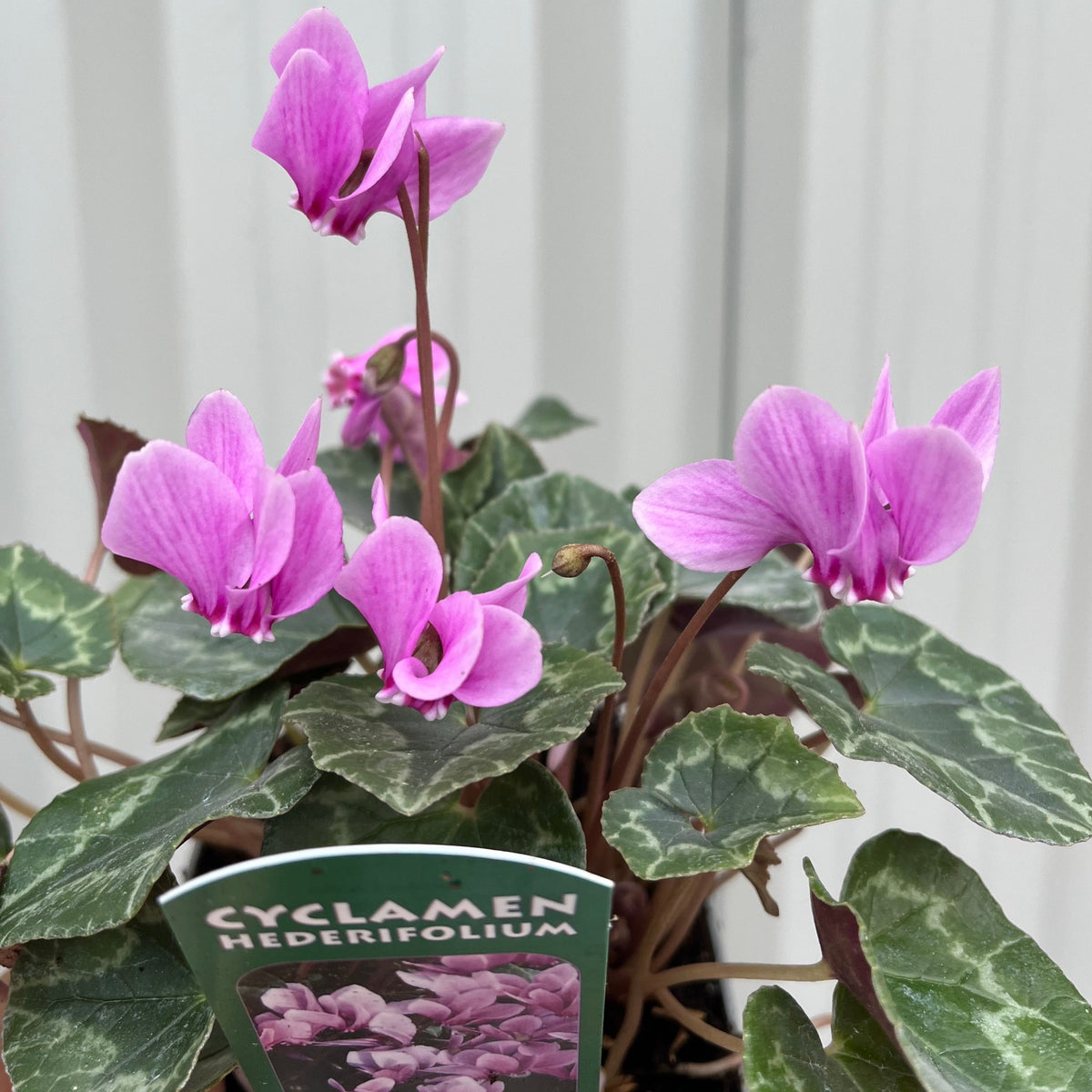 Hardy Cyclamen Pink (9cm Pot)