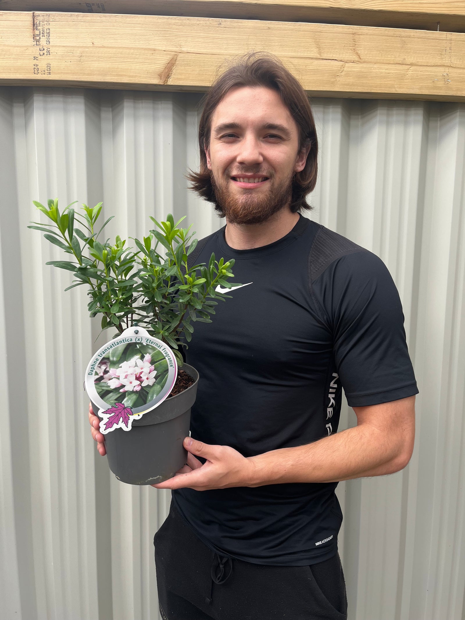 Daphne x Eternal Fragrance 1.5L/2L is a semi-evergreen shrub with green leaves and clusters of small, pink and white fragrant flowers, ideal for outdoor garden settings.