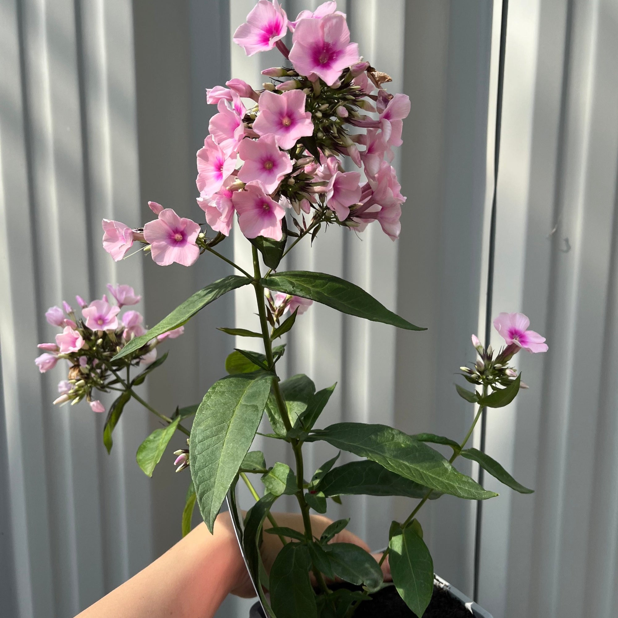 Phlox paniculata 'Bright Eyes' 9cm