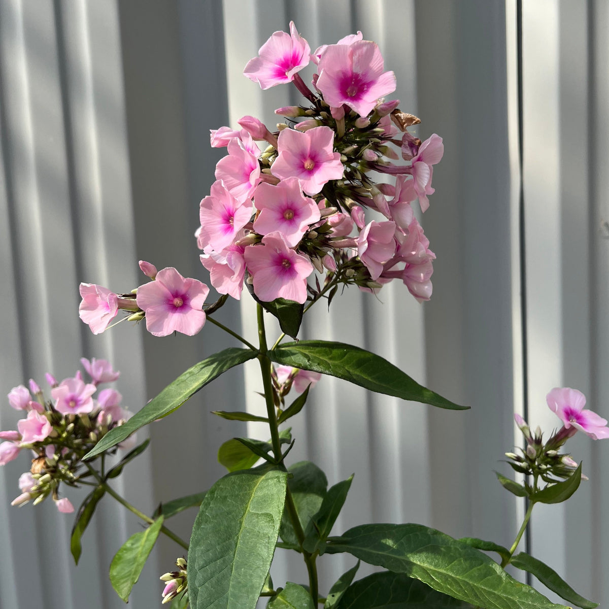 Phlox paniculata &#39;Bright Eyes&#39; 9cm