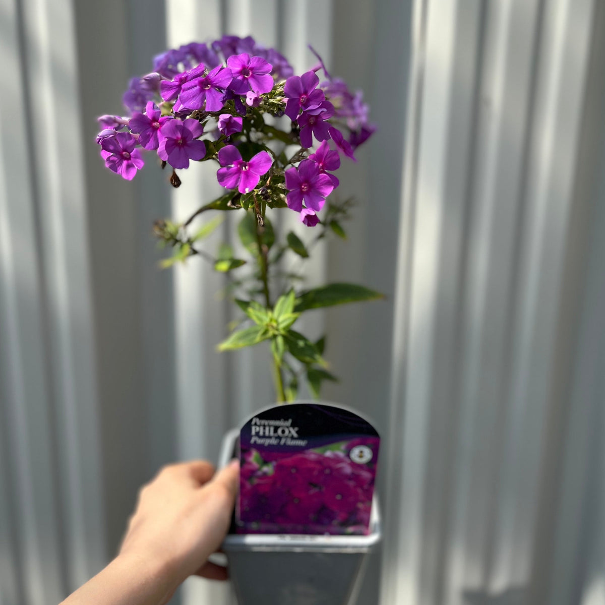 A hand holds a Phlox paniculata &#39;Purple Flame&#39; 1L perennial, featuring clusters of small purple flowers, in front of a light-colored, corrugated background.