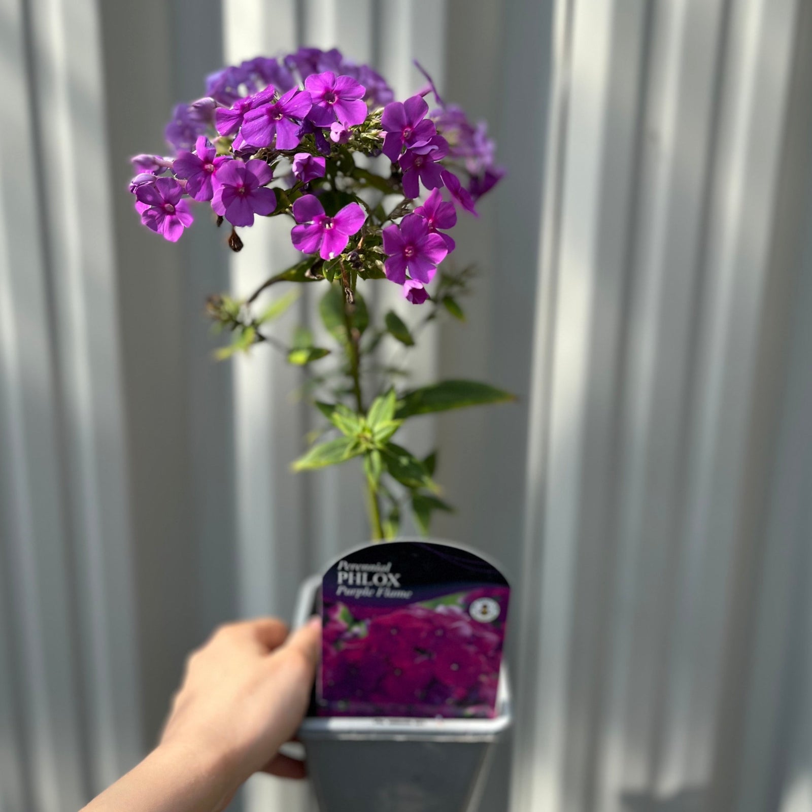 Phlox paniculata 'Purple Flame' 1L features clusters of vibrant pink and purple blooms with lush green foliage, thriving outdoors in bright sunlight against a blurred green background.