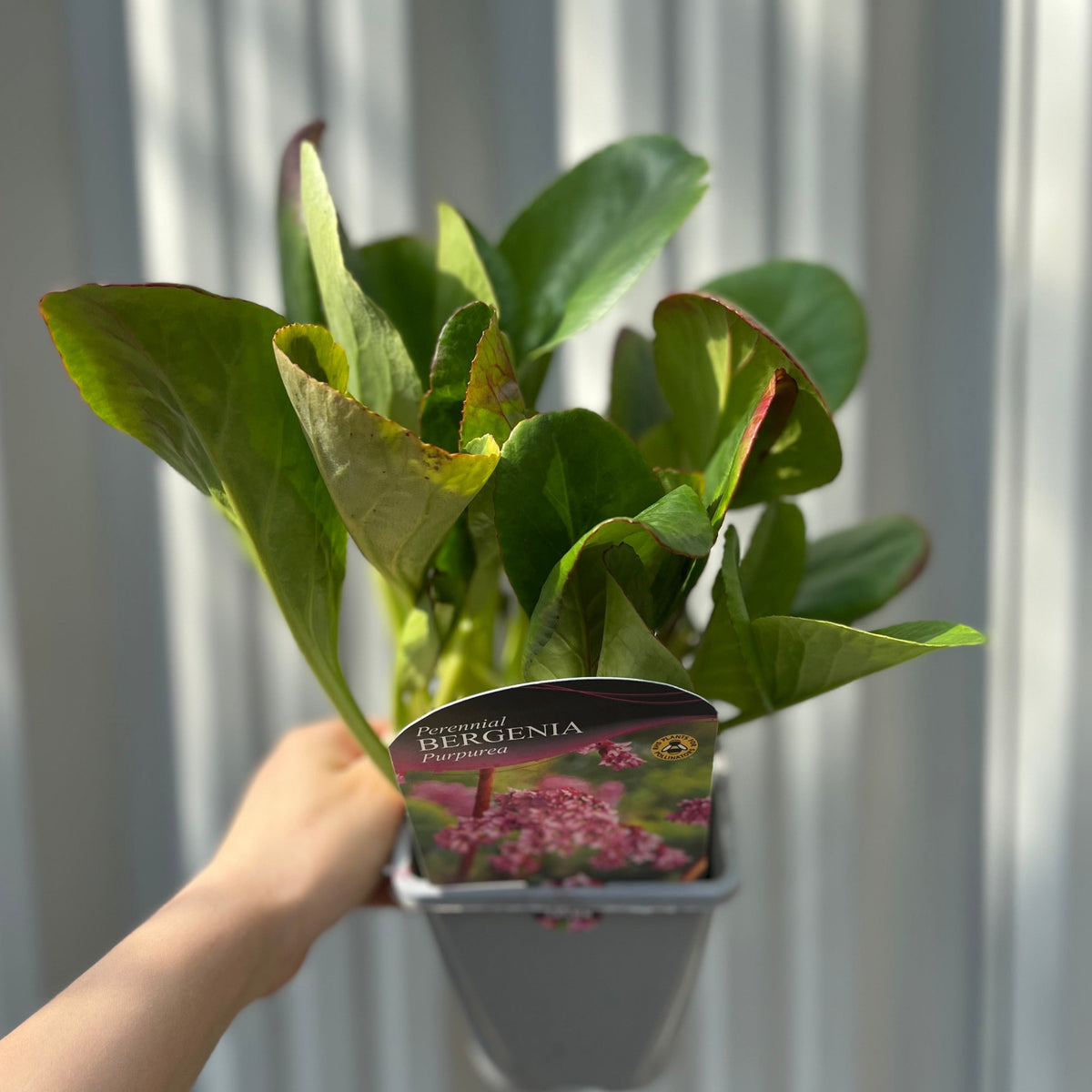 A hand holds a potted Bergenia cordifolia &#39;Purpurea&#39; (Elephant’s Ears), an evergreen perennial with broad green leaves and a label picturing pink flowers. Two sizes available. Softly lit, blurred white background emphasizes this attractive plant.