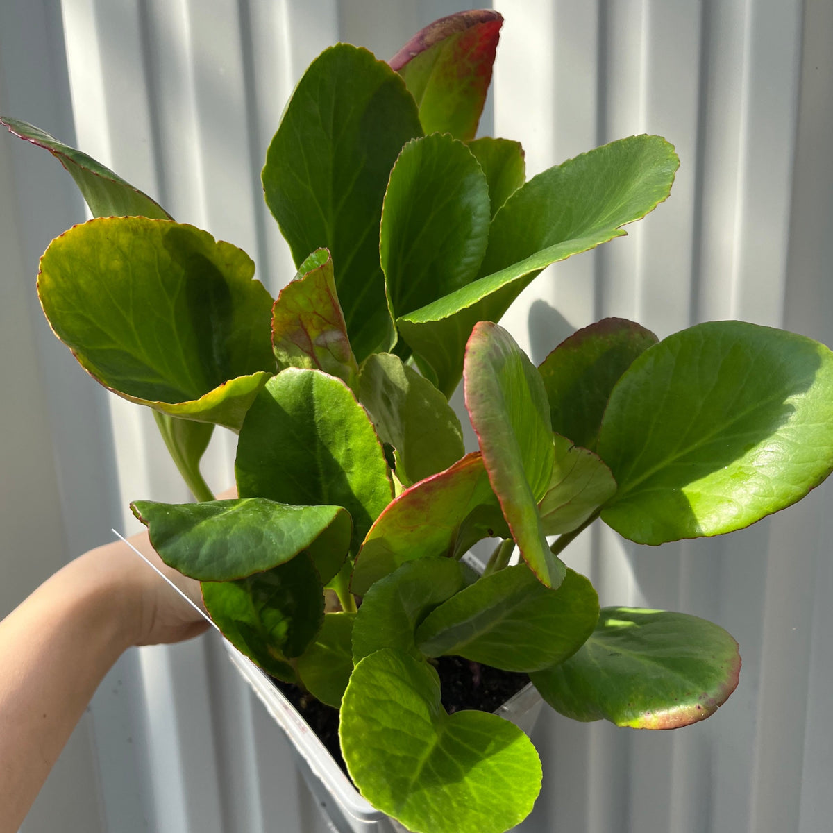 A hand holds a Bergenia cordifolia &#39;Purpurea&#39; (Elephant&#39;s Ears) potted plant—an evergreen perennial with glossy, red-edged leaves—in bright natural light against a white corrugated background. Available in two sizes.