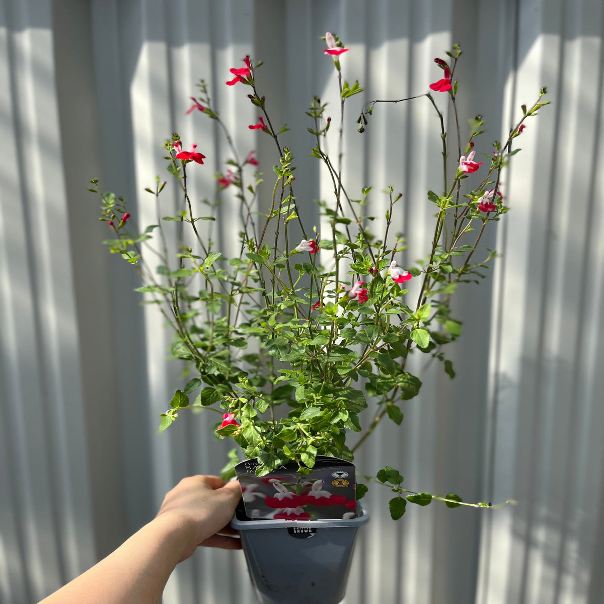 A hand holds a Salvia &#39;Hot Lips&#39; 9cm/2L—an aromatic plant with slender green stems and vibrant pink and white flowers—set before vertical gray metal panels in sunlight.