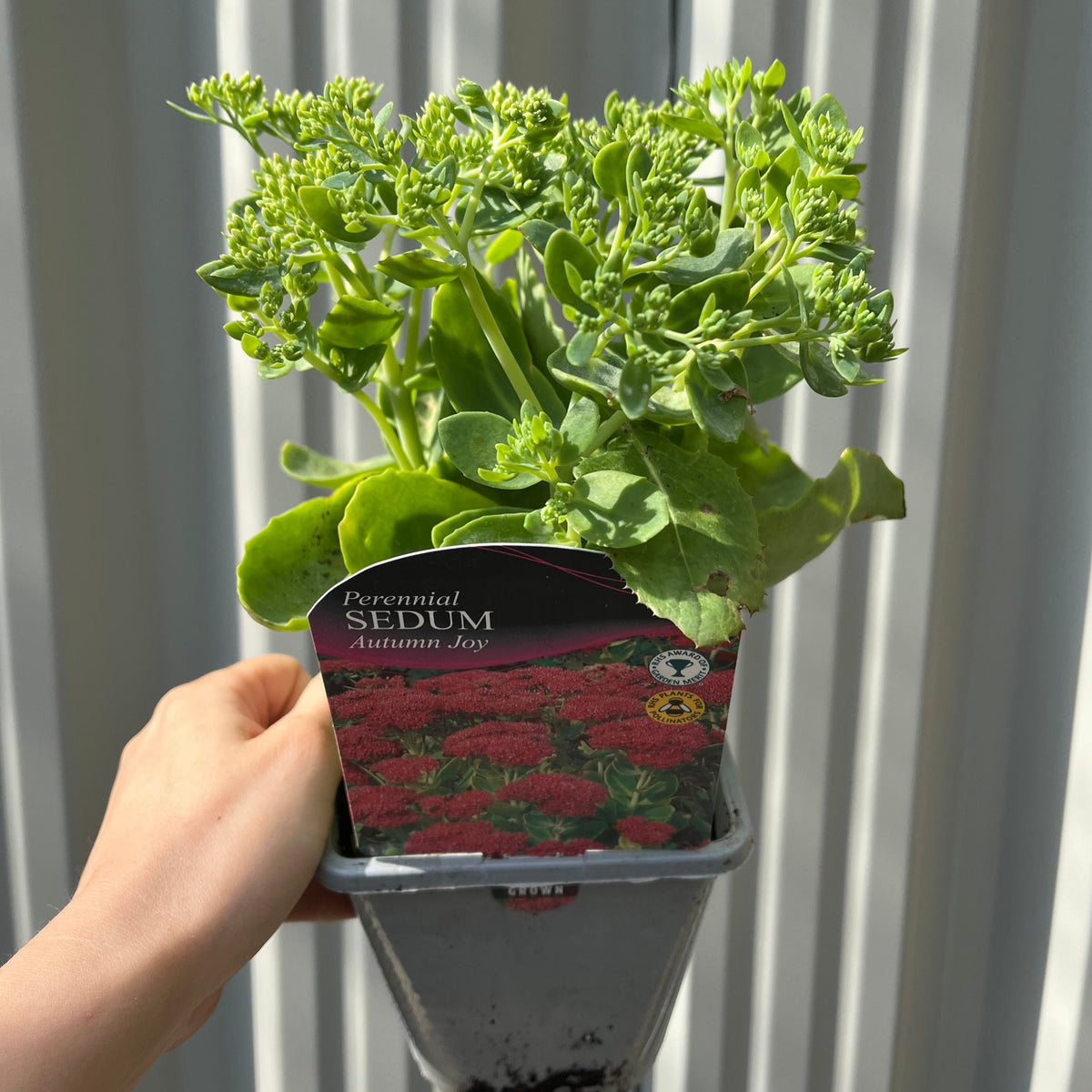 Sedum &#39;Autumn Joy&#39; 9cm