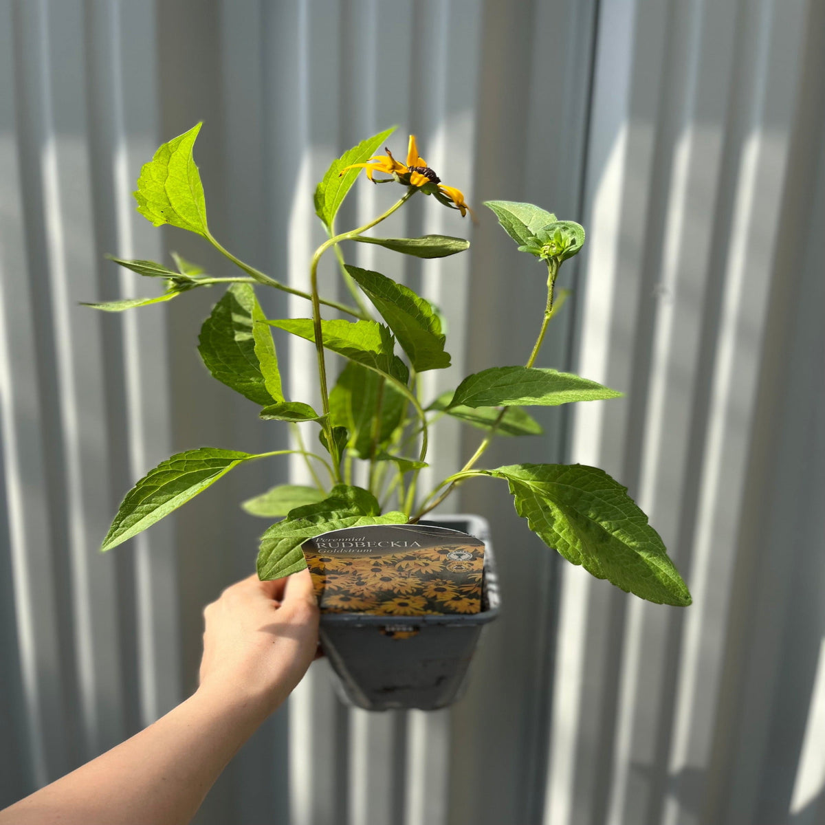 A hand holds a Rudbeckia fulgida Goldstrum (9cm-2L pot), its vivid yellow and black flower and green leaves bright against metal panels—ideal for adding color to garden borders.
