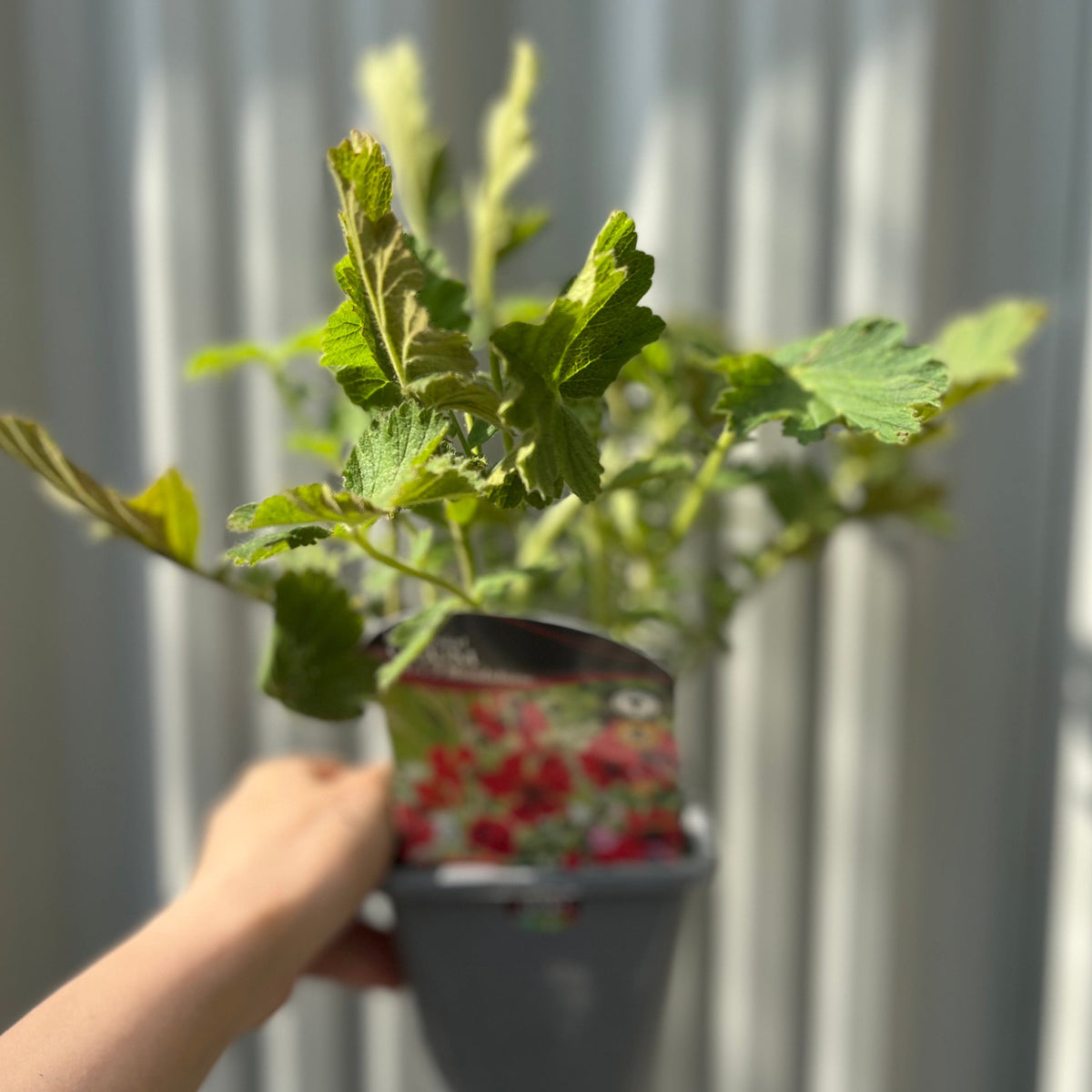 A hand holds a Geum &#39;Mrs Bradshaw&#39; in a 9cm/1.5L/3L pot—a hardy perennial with green leaves and vibrant red flowers—set against blurred white panels, ideal for cottage gardens.