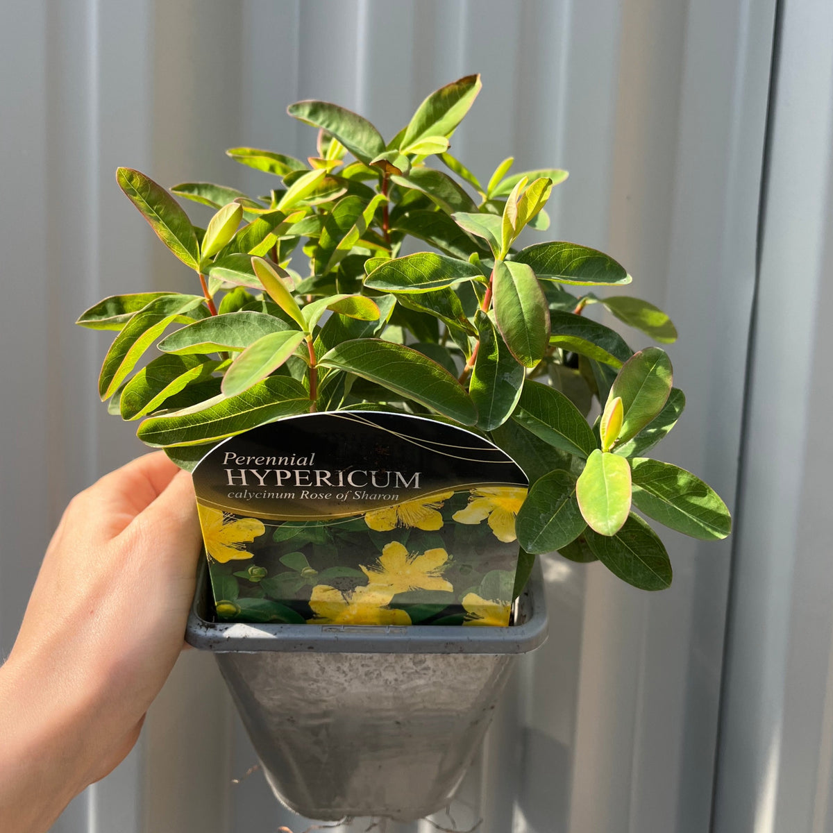 A hand holds a 1L pot of Hypericum calycinum &#39;Rose of Sharon&#39;, a low-growing evergreen shrub with green leaves and yellow flowers, set against a corrugated metal background.